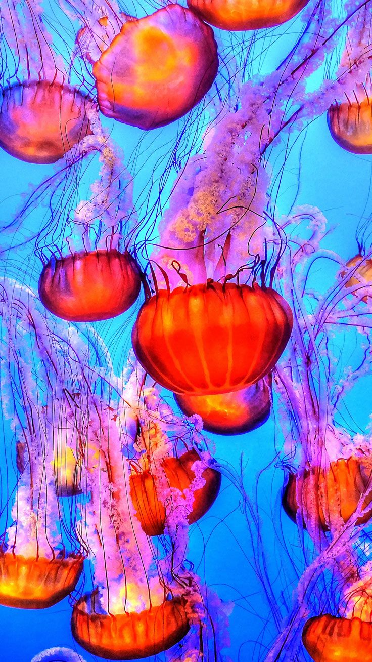 Jellyfish Wallpaper Hd - High Definition Jellyfish Wallpaper Iphone , HD Wallpaper & Backgrounds