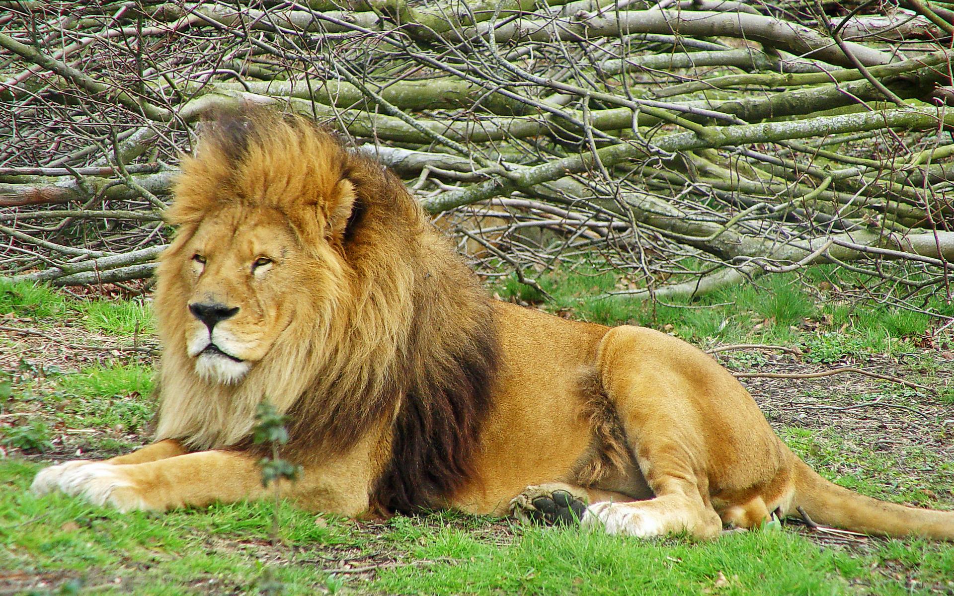 African Lion Dublin Zoo , HD Wallpaper & Backgrounds