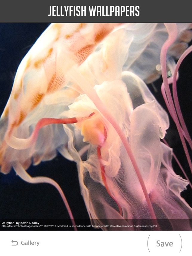 Beautiful Jellyfish , HD Wallpaper & Backgrounds