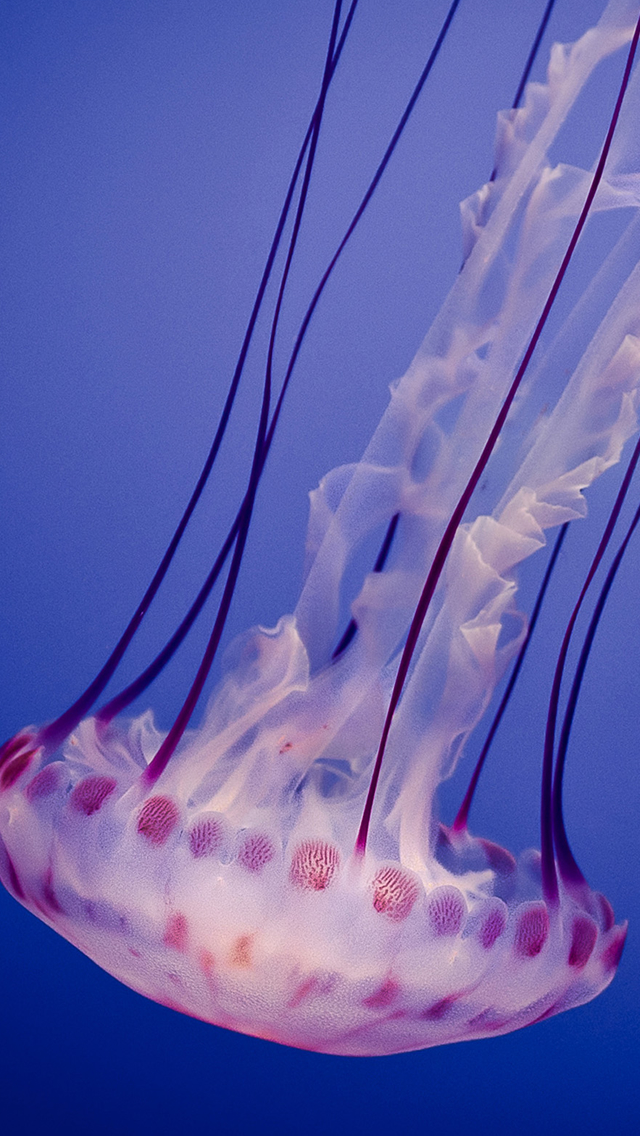 Jellyfish Macro Undersea Iphone Wallpaper , HD Wallpaper & Backgrounds
