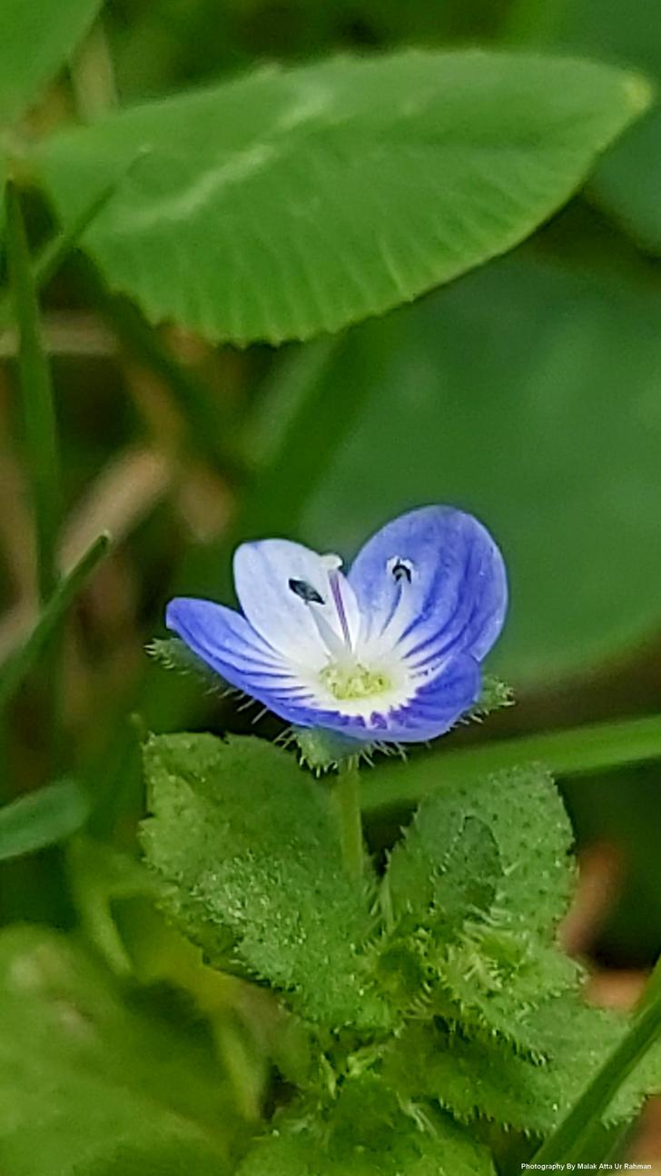 Baby Blue Eyes , HD Wallpaper & Backgrounds