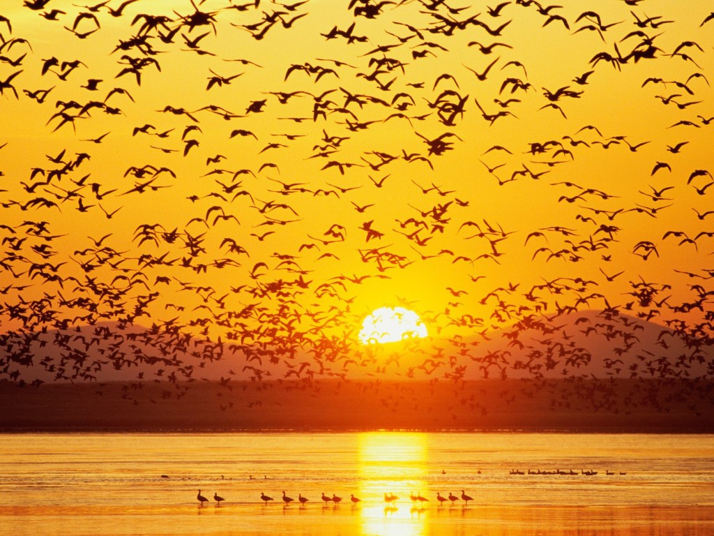 Part I Most Beautiful United States Places Hd Wallpapers - Amanecer Con Aves , HD Wallpaper & Backgrounds