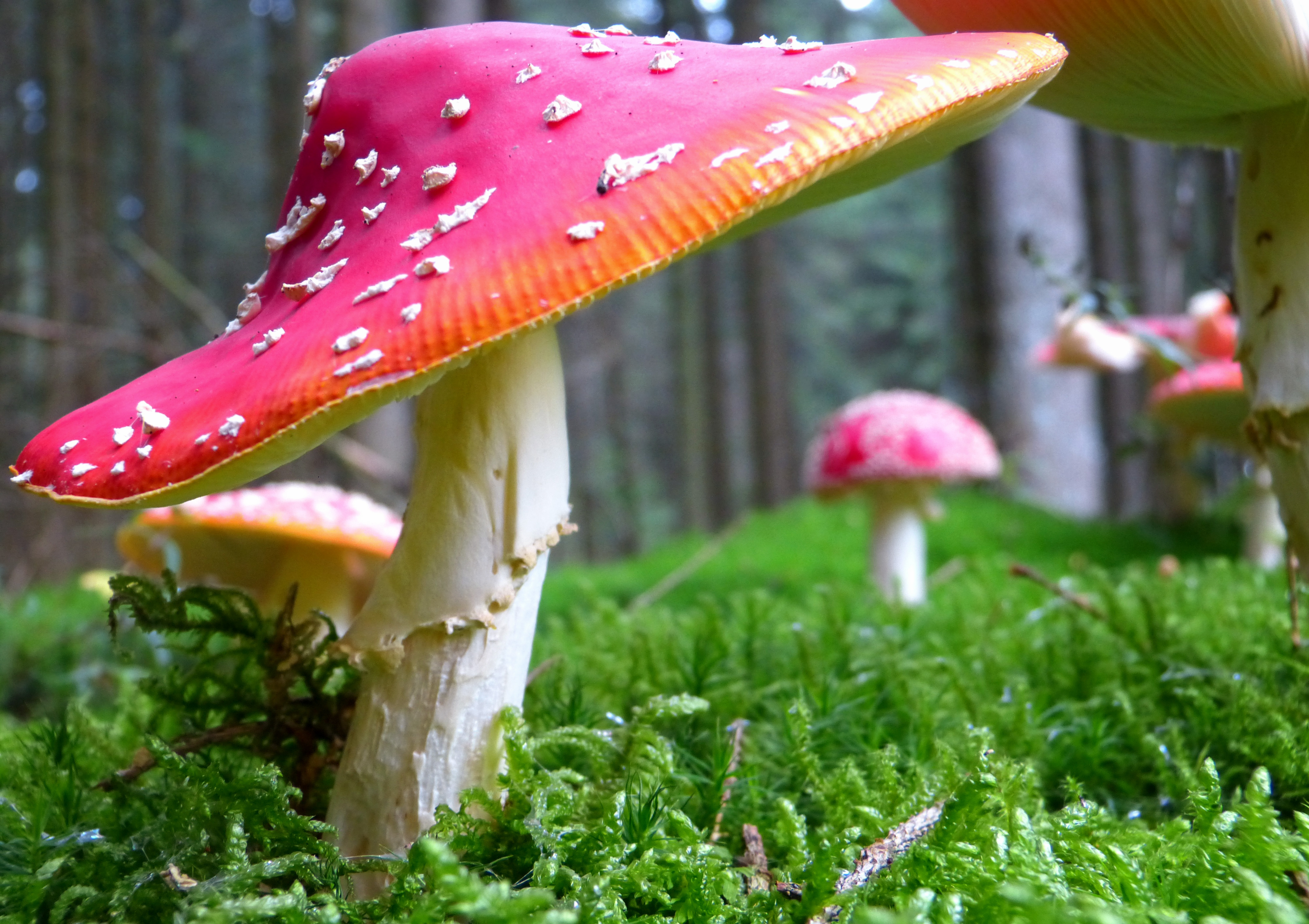 Red And White Mushroom , HD Wallpaper & Backgrounds