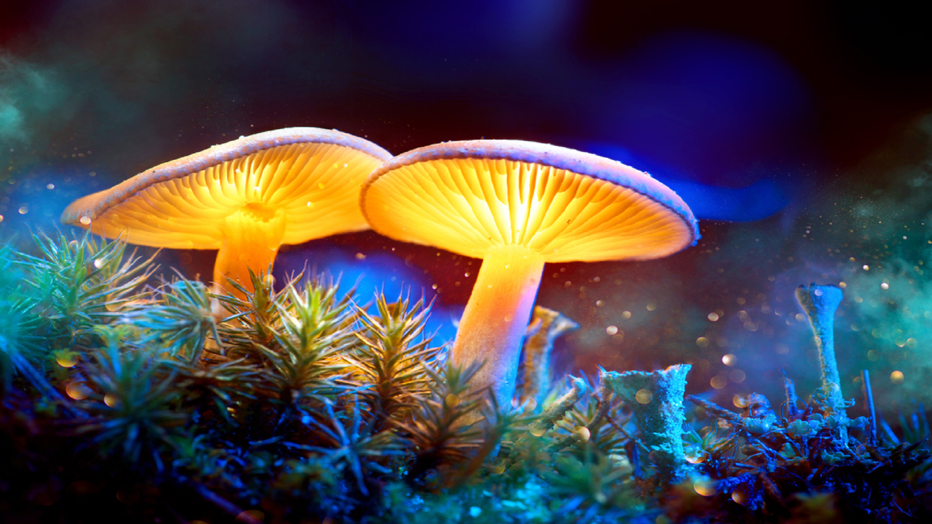 Psychedelic Mushroom , HD Wallpaper & Backgrounds