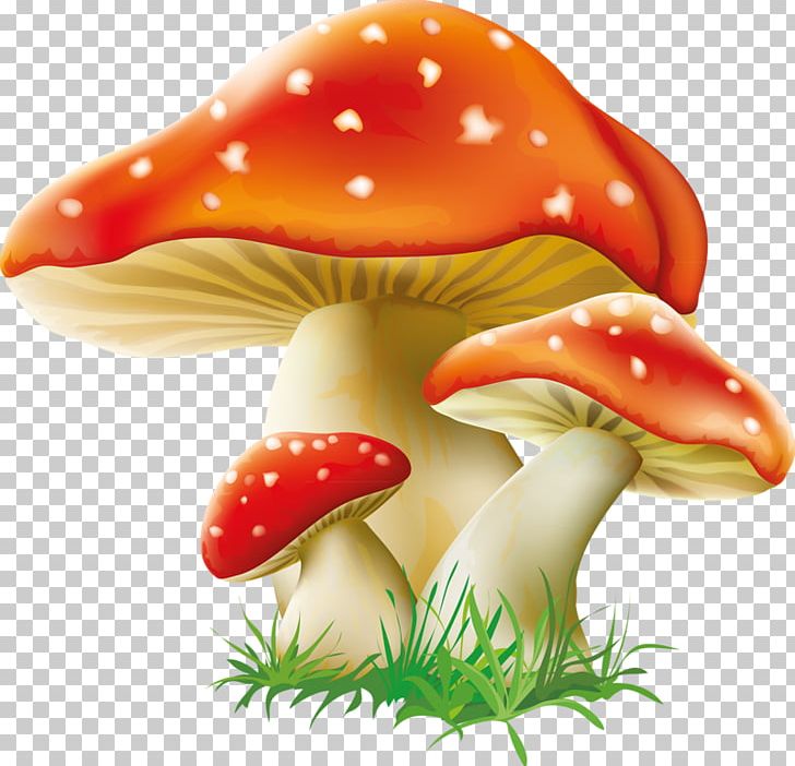 Mushroom Clipart Wallpaper - Rupee Symbol Icon Png , HD Wallpaper & Backgrounds