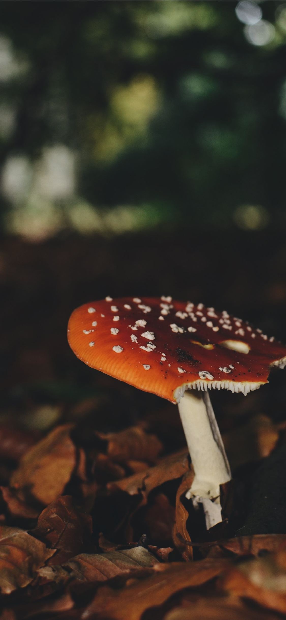 Mushroom , HD Wallpaper & Backgrounds