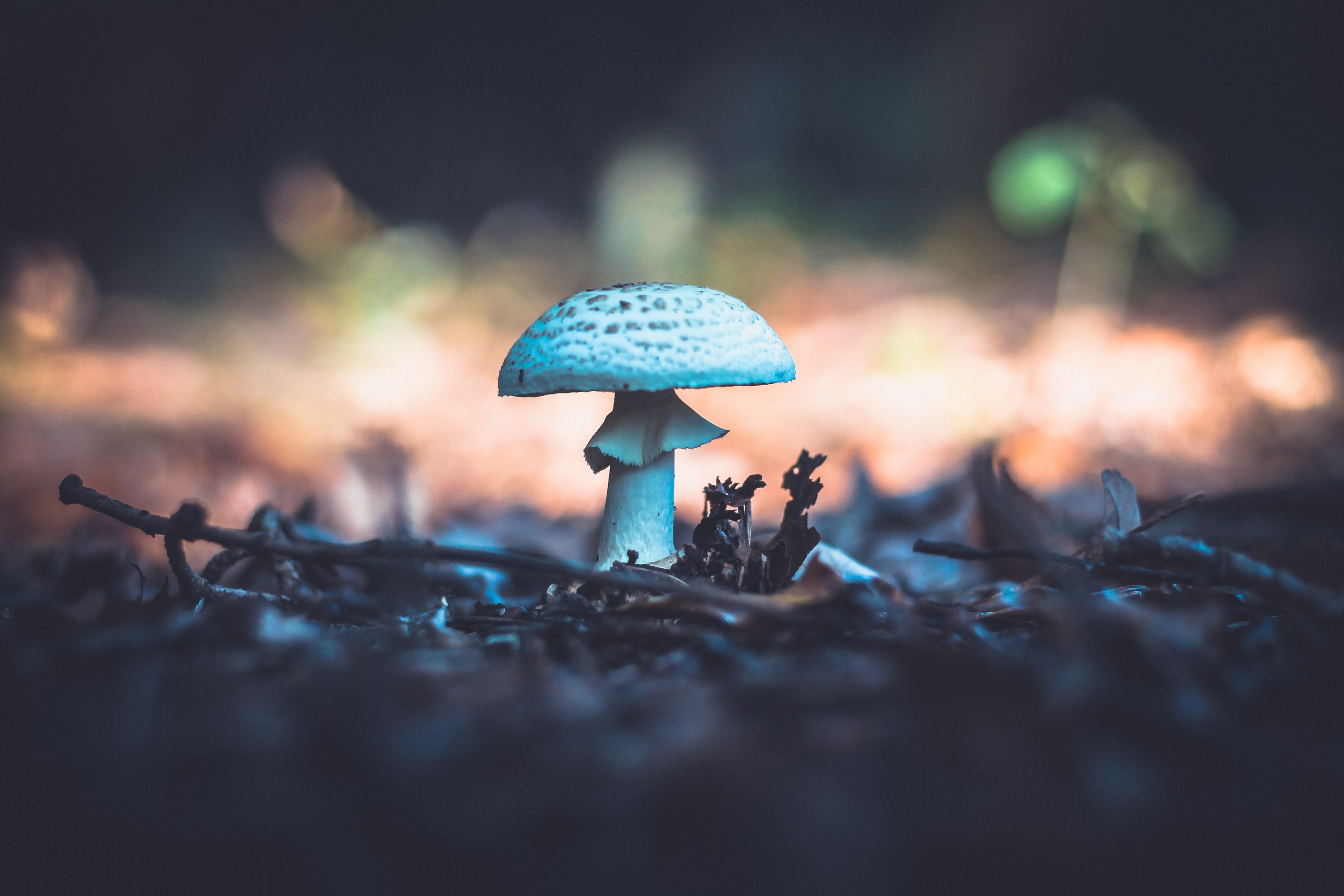 Do Some Mushrooms Glow In The Dark , HD Wallpaper & Backgrounds