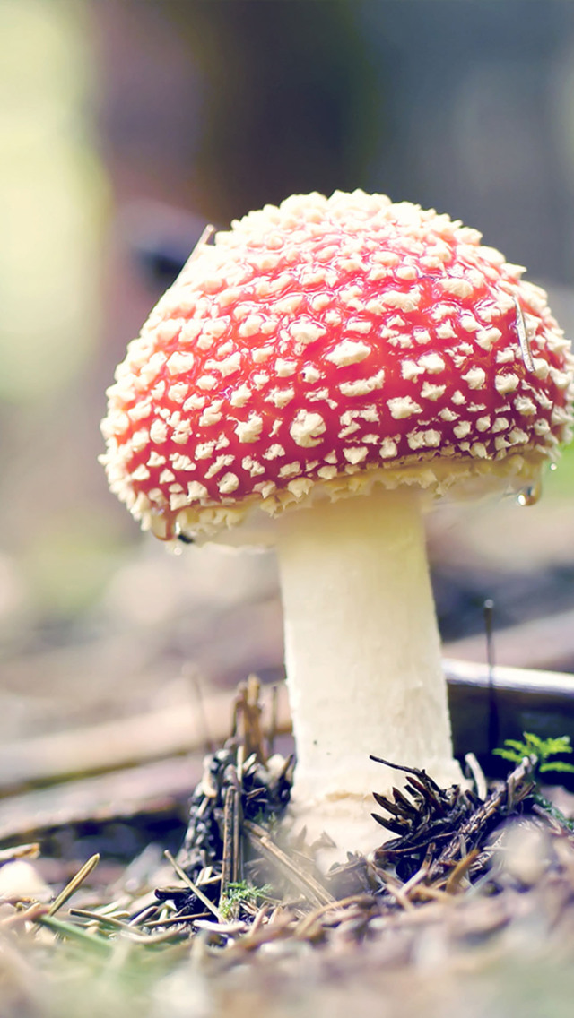 Cute Red Mushroom - Hd Wallpaper Mushroom For Iphone , HD Wallpaper & Backgrounds