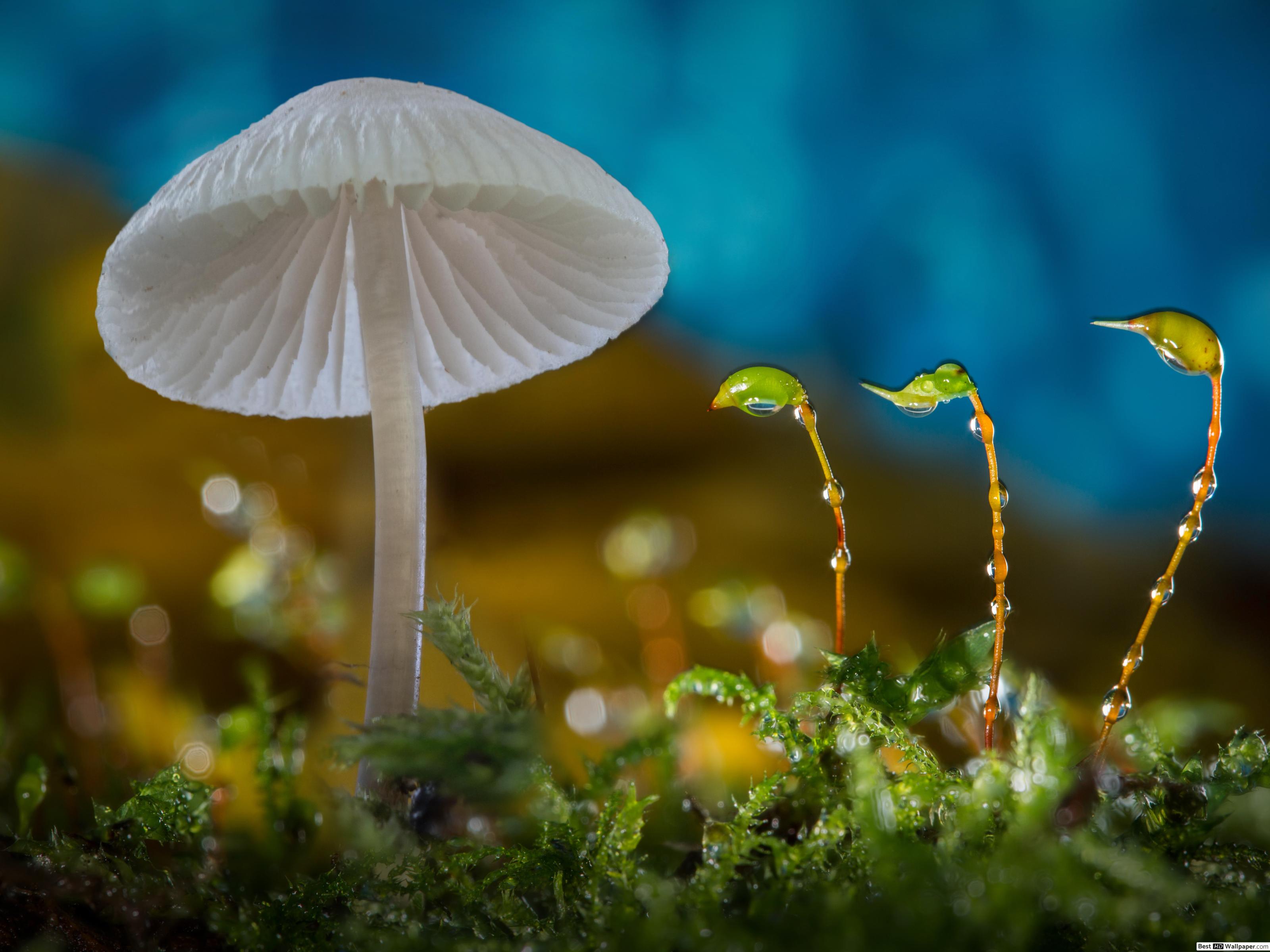 High Resolution Mushroom Images Hd , HD Wallpaper & Backgrounds