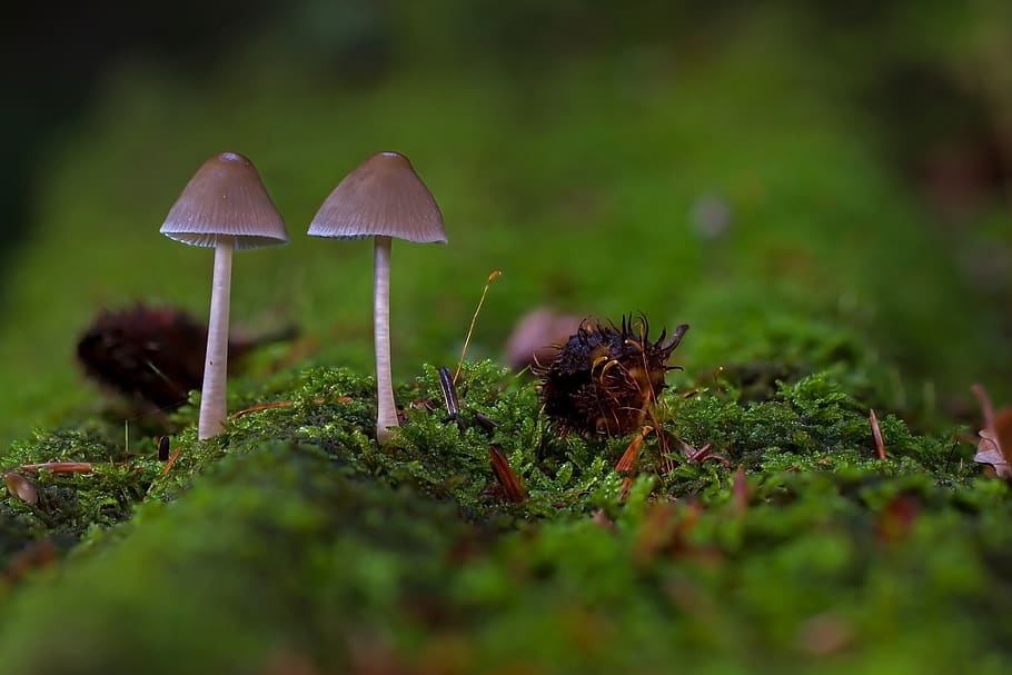 Mushroom, Mushrooms, Sponge, Small Mushroom, Forest - Mushroom , HD Wallpaper & Backgrounds