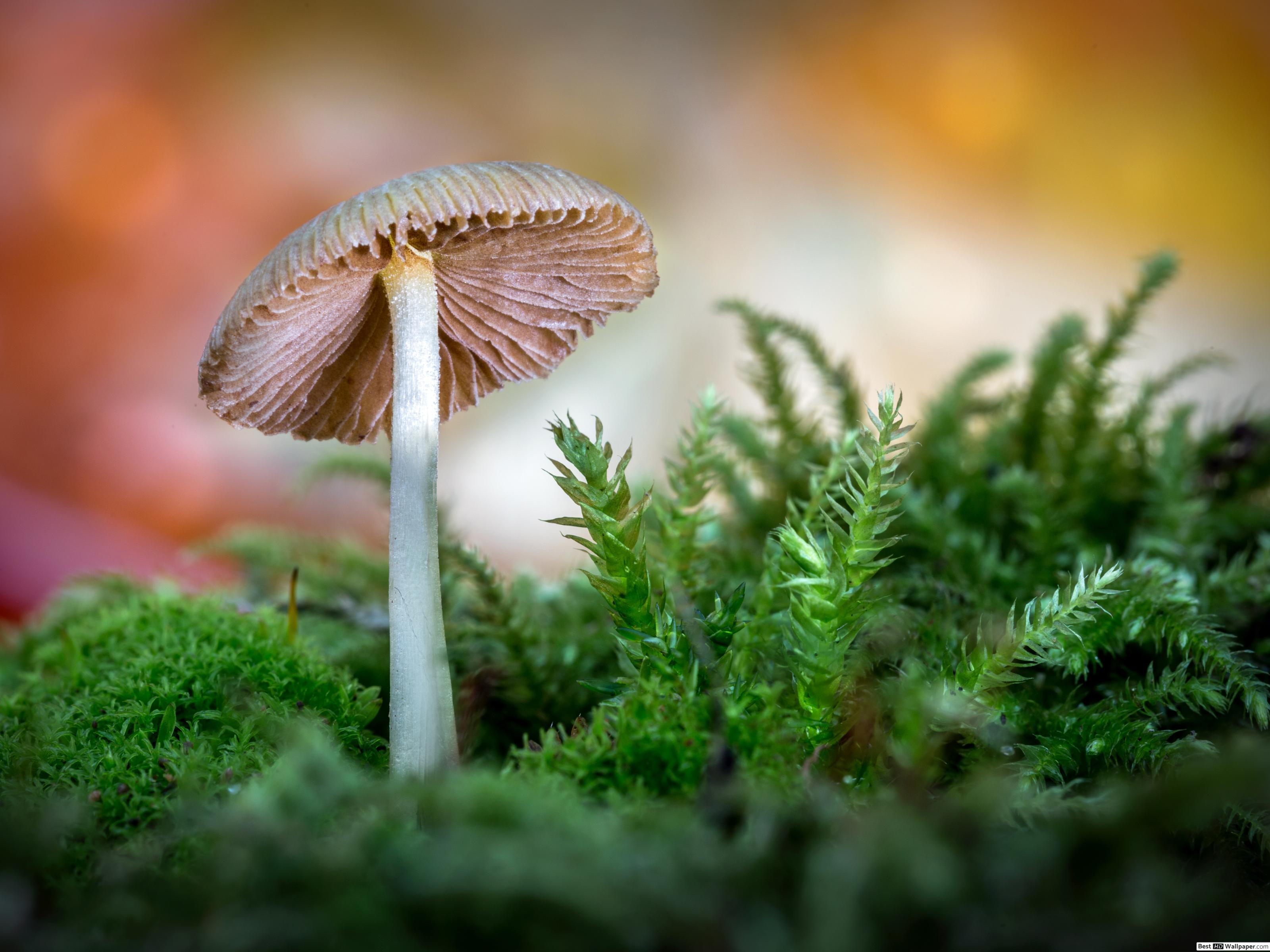 Agaricus , HD Wallpaper & Backgrounds