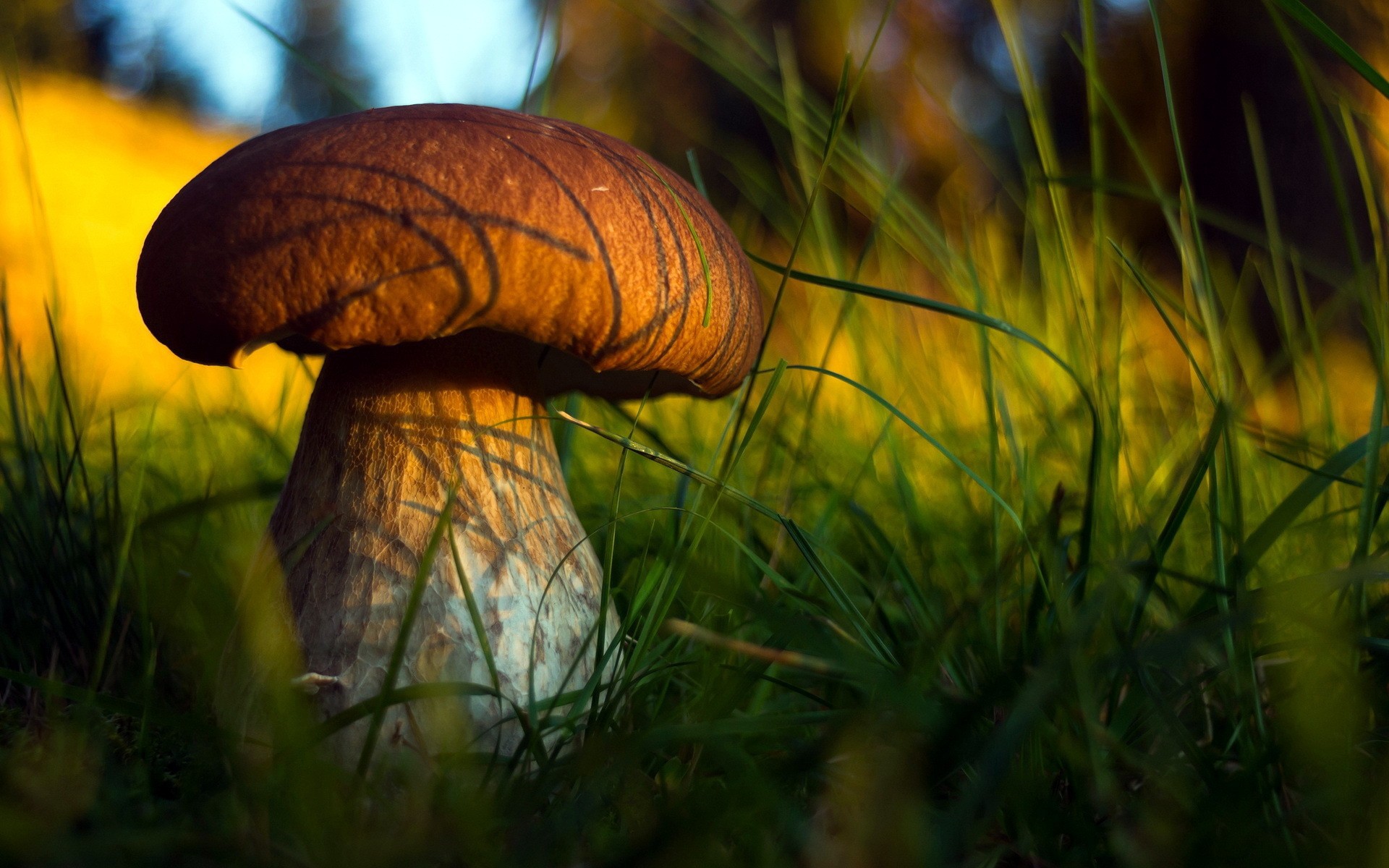 Mushroom Boletus In The Grass - Pilze , HD Wallpaper & Backgrounds
