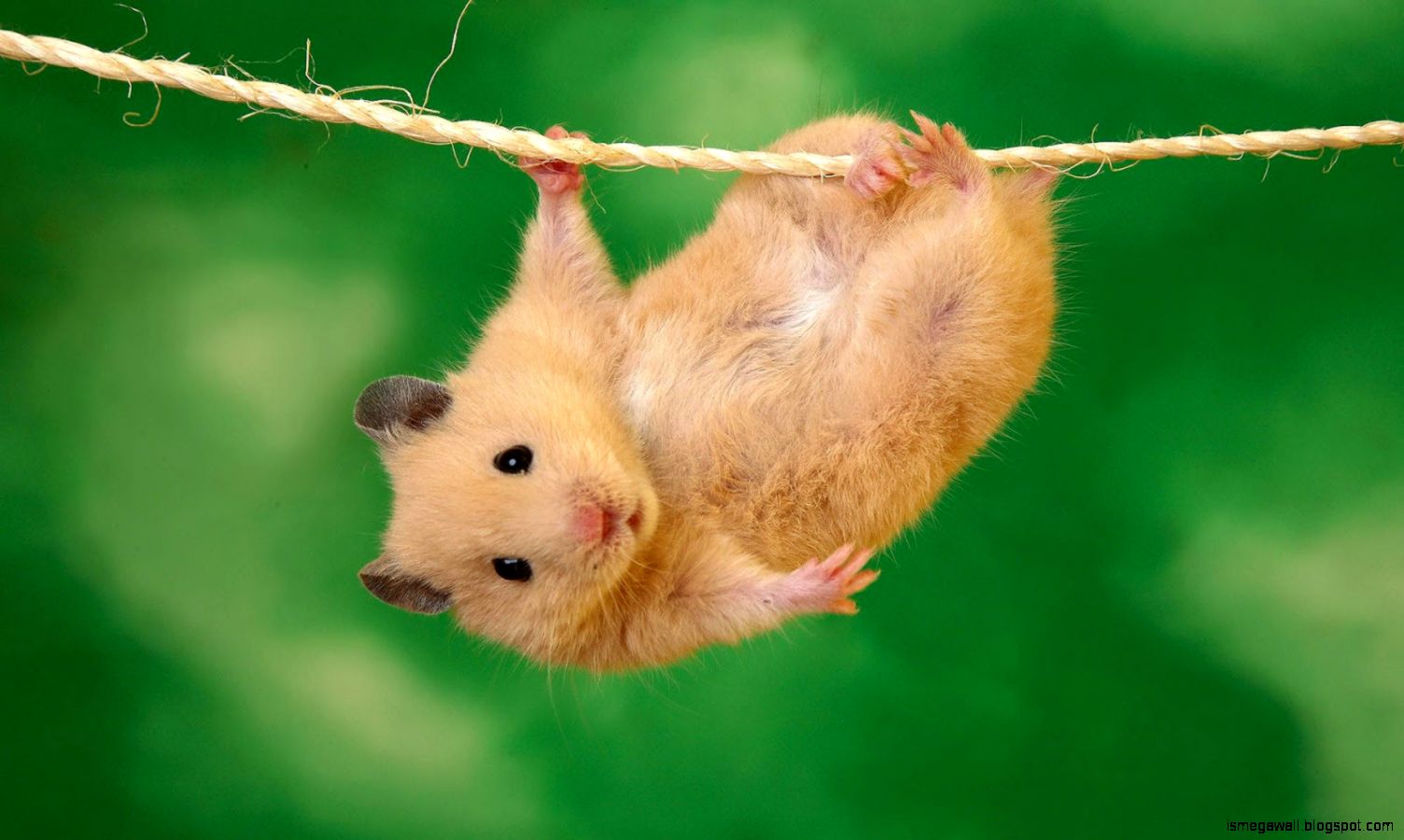 Hamster Cute Animal Desktop Wallpapers Hd - Cute Animals Hd , HD Wallpaper & Backgrounds