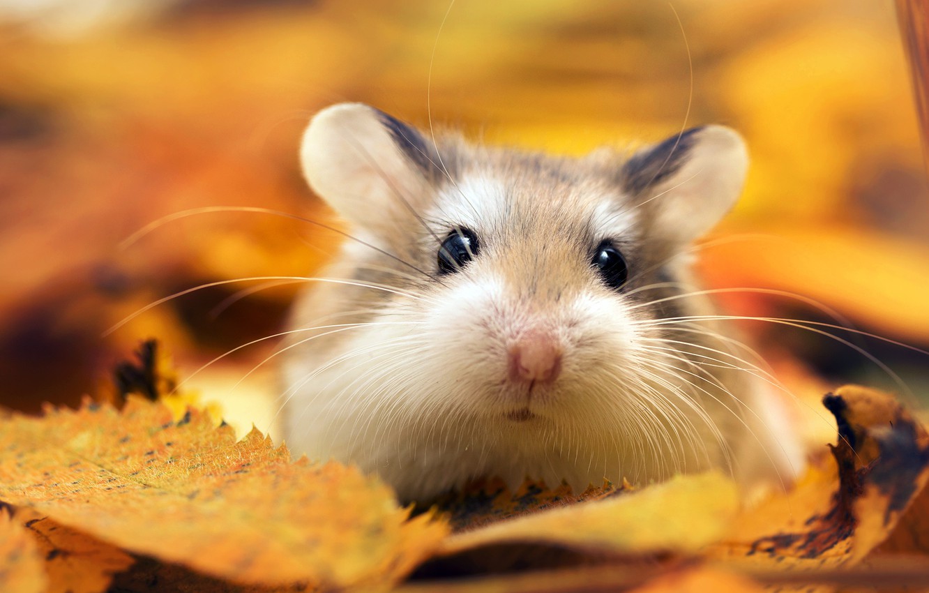 Photo Wallpaper Autumn, Leaves, Macro, Hamster, By - Autumn Hamster , HD Wallpaper & Backgrounds