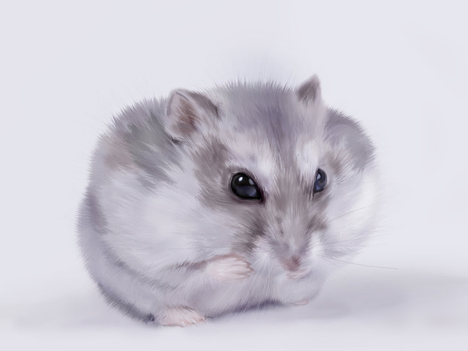 Thumb Image - Cute Animals Wallpaper Hamster , HD Wallpaper & Backgrounds