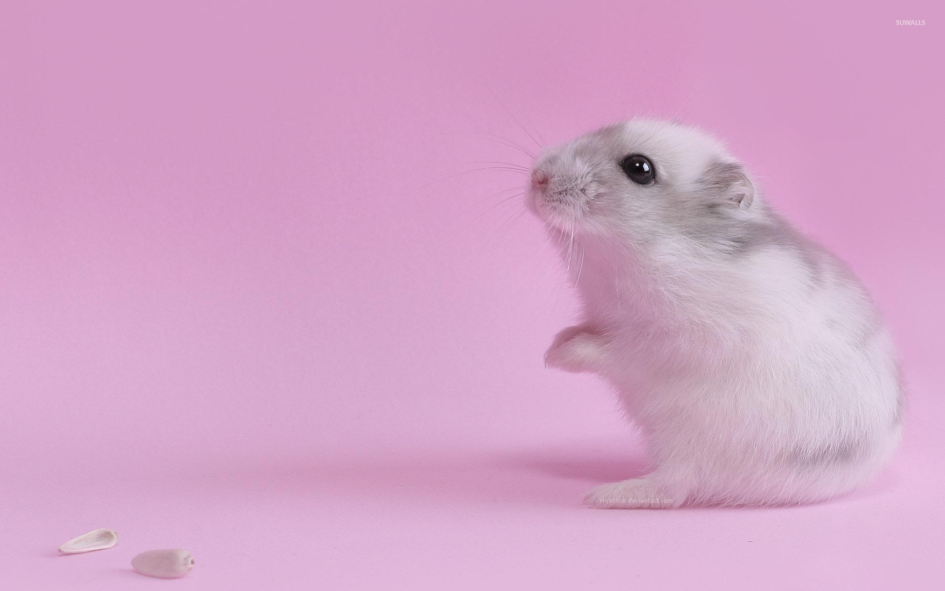 Hamster - Cute Hamster , HD Wallpaper & Backgrounds