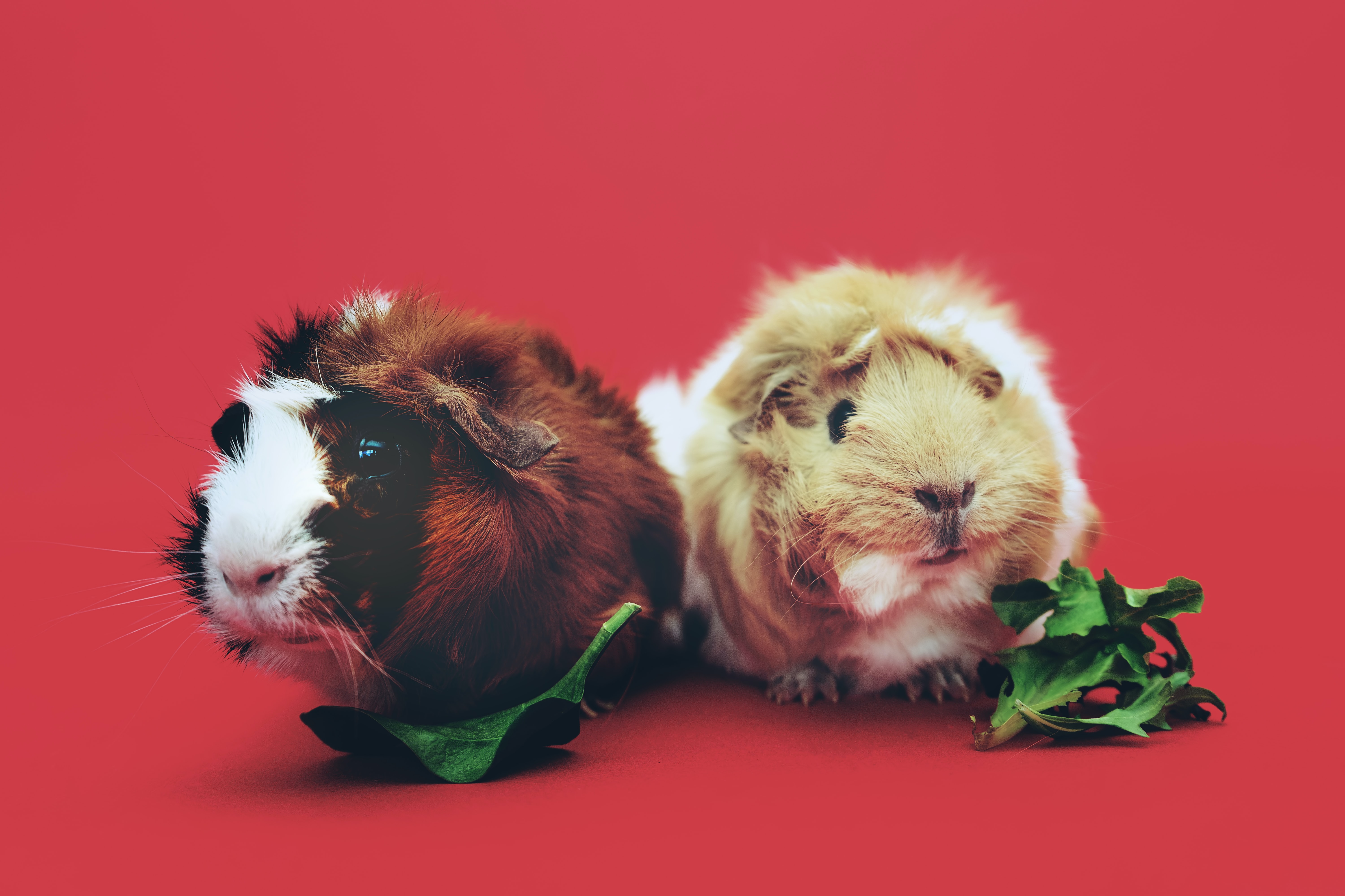 Guinea Pig Aesthetic (#3123587) - HD Wallpaper & Backgrounds Download