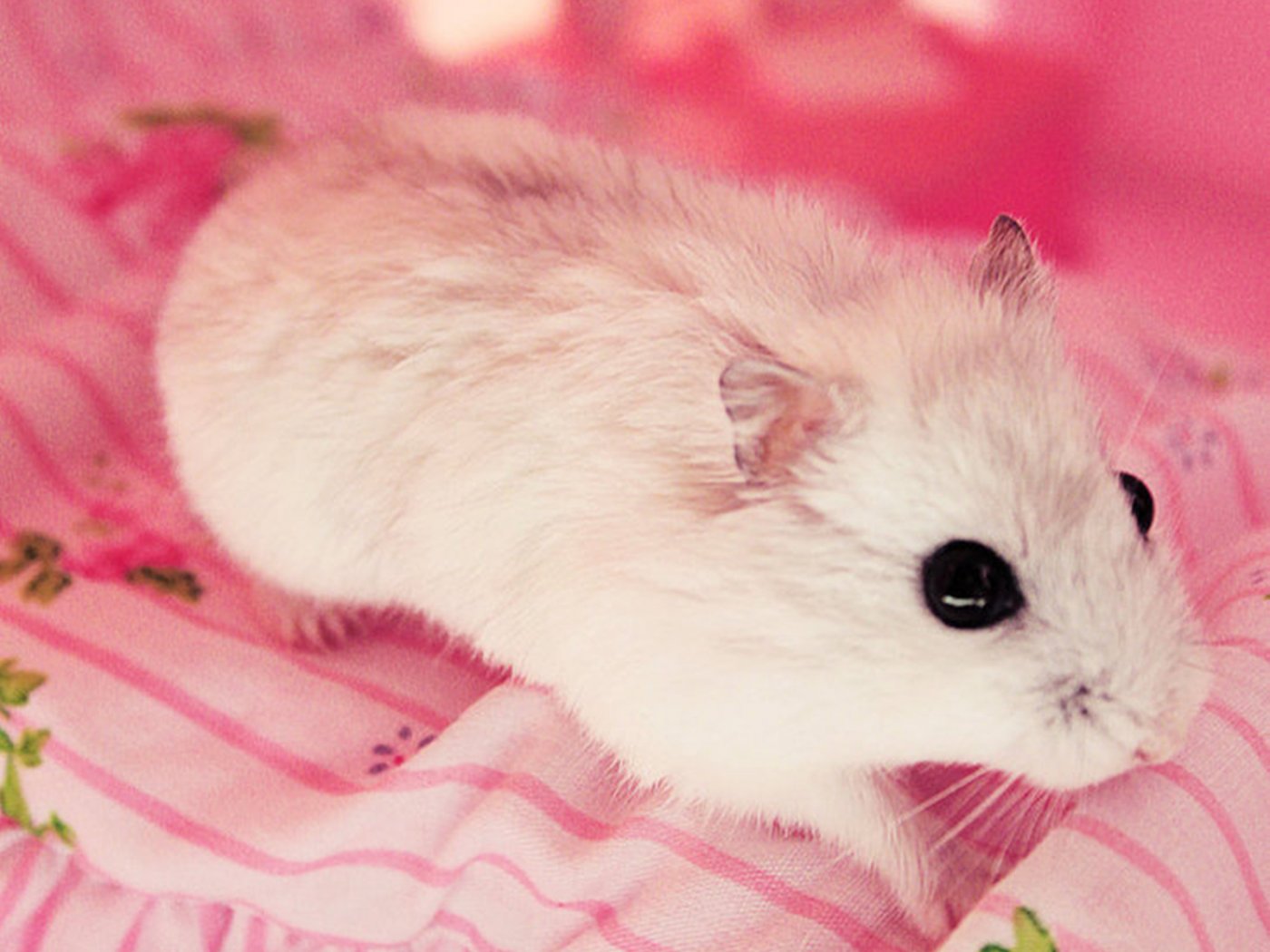 Hamster Cute Wallpaper Pictures , HD Wallpaper & Backgrounds