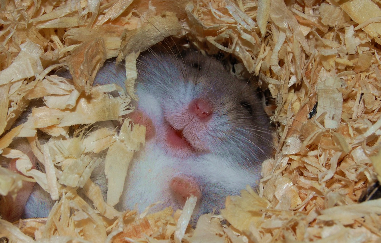 Photo Wallpaper Sawdust, Hamster, Happy - Cute Happy Baby Animals , HD Wallpaper & Backgrounds