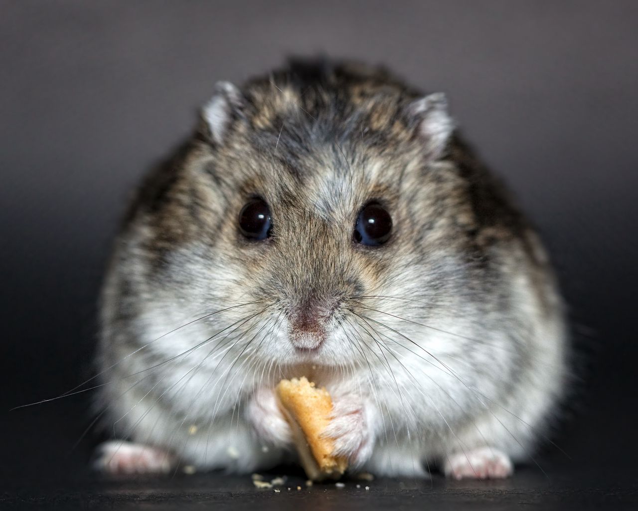 Wallpaper Hamster, Cookies, Food, Rodent, Cute - Best Hamster , HD Wallpaper & Backgrounds