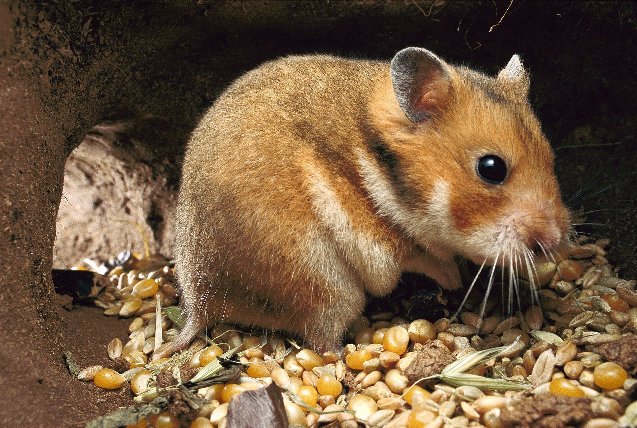 Hamster - Wild Syrian Golden Hamster , HD Wallpaper & Backgrounds
