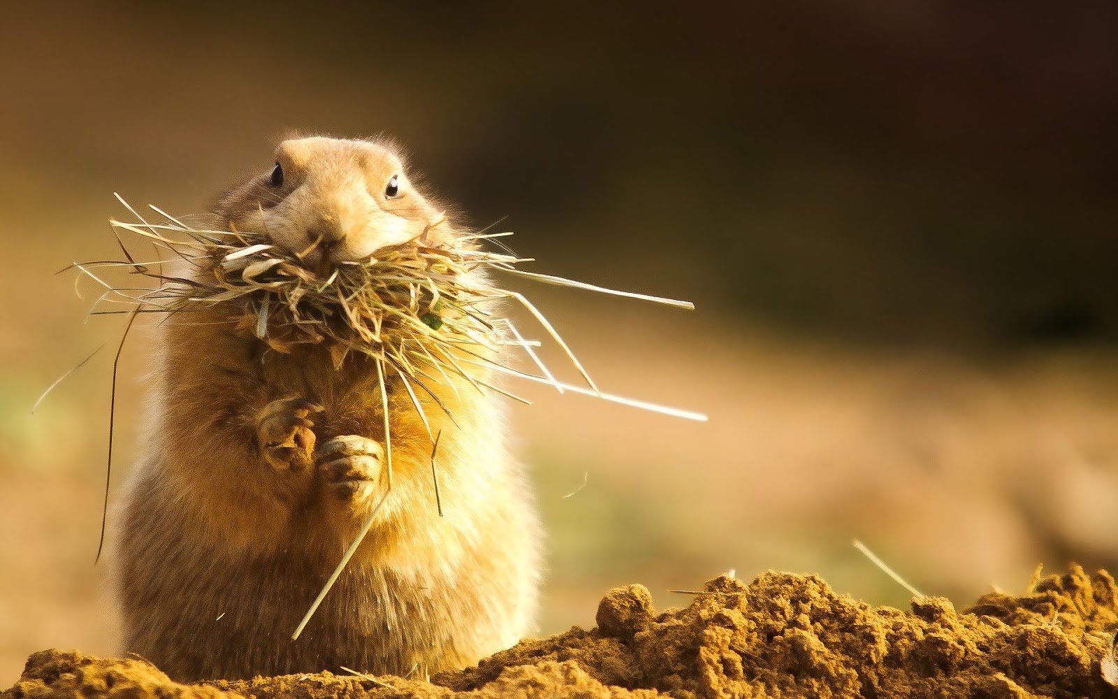 Hamster With Grass Full Mouth , HD Wallpaper & Backgrounds