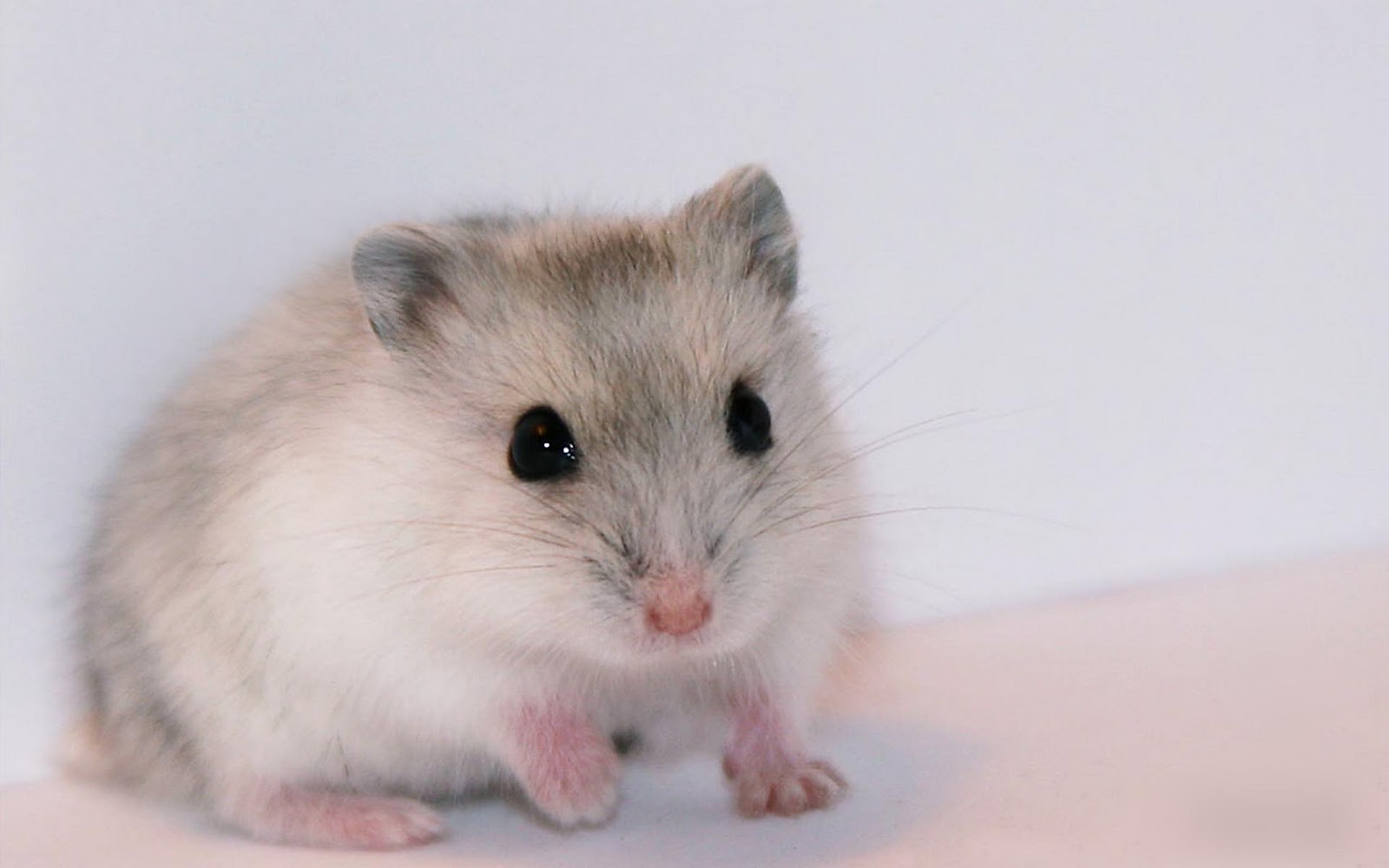 Ideas About Hamster Wallpaper On Pinterest - Hamster Background Hd , HD Wallpaper & Backgrounds