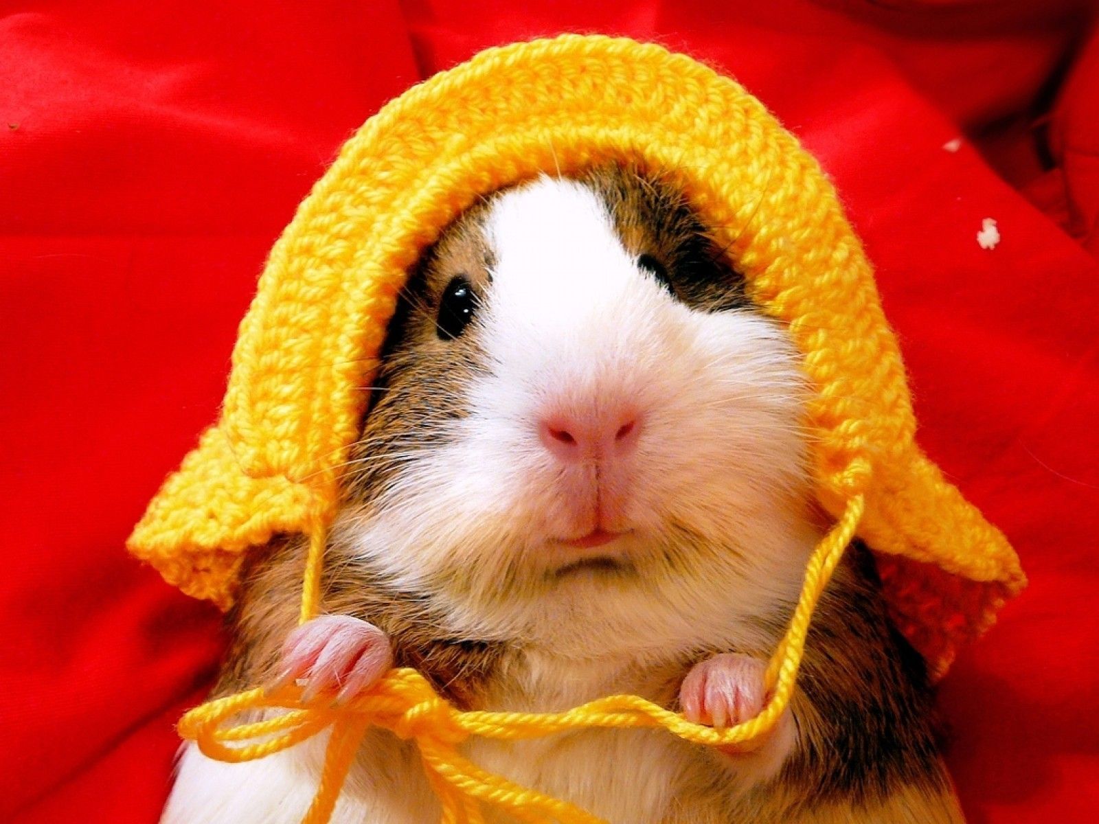 Awesome Image Hamster Wallpaper Hd - Hamster , HD Wallpaper & Backgrounds