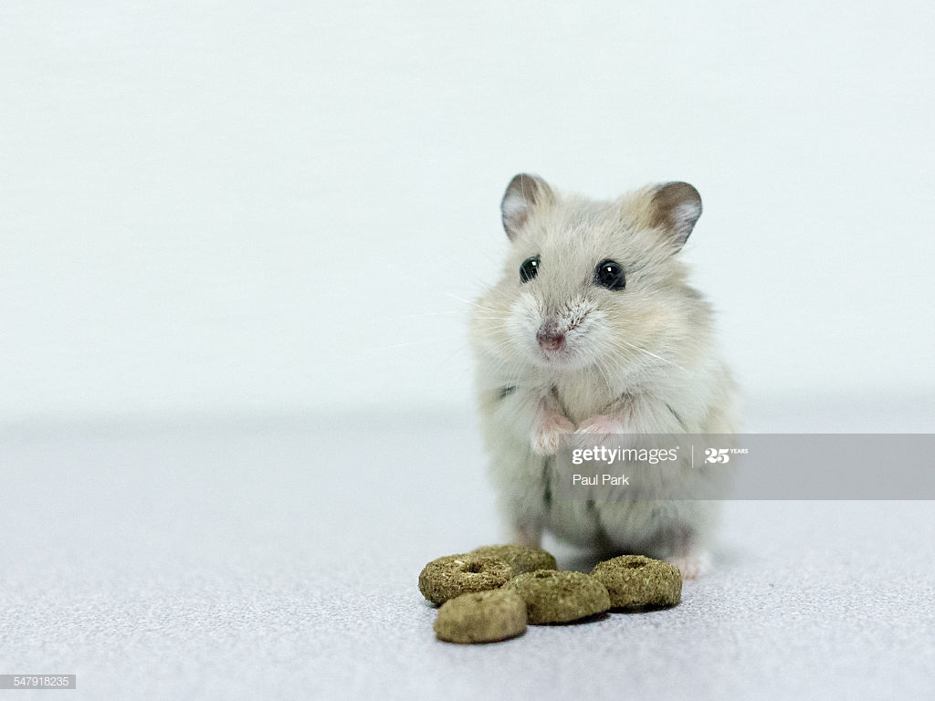 Dwarf Hamster Standing Above Its Food - Kangaroo Rat , HD Wallpaper & Backgrounds