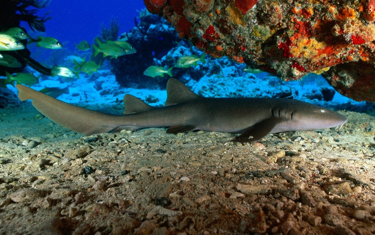 Nurse Shark Wallpapers - Cocos Island Costa Rica Coral Reef , HD Wallpaper & Backgrounds
