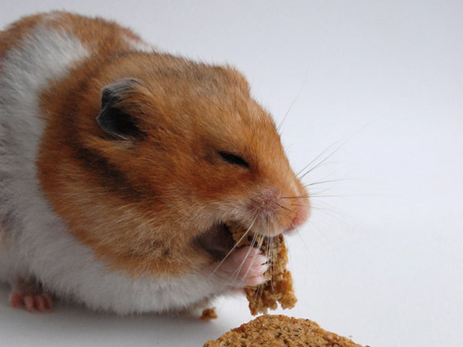 Cute Hamster Buzzerg - Cute Brown Hamster , HD Wallpaper & Backgrounds