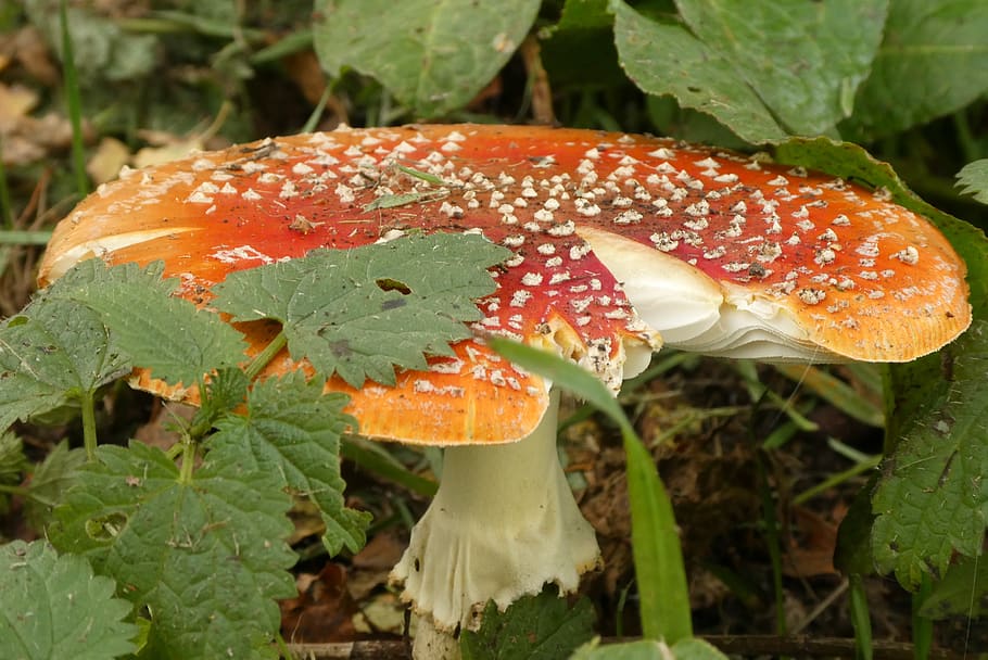 Mushroom, Fly Agaric, Autumn, Forest, Nature, Gif, - Edible Mushroom , HD Wallpaper & Backgrounds