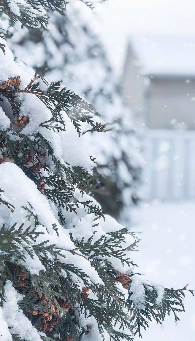 Beautiful Winter , Snow ,pine Tree, Pinecones - Snow Iphone Wallpaper Winter , HD Wallpaper & Backgrounds