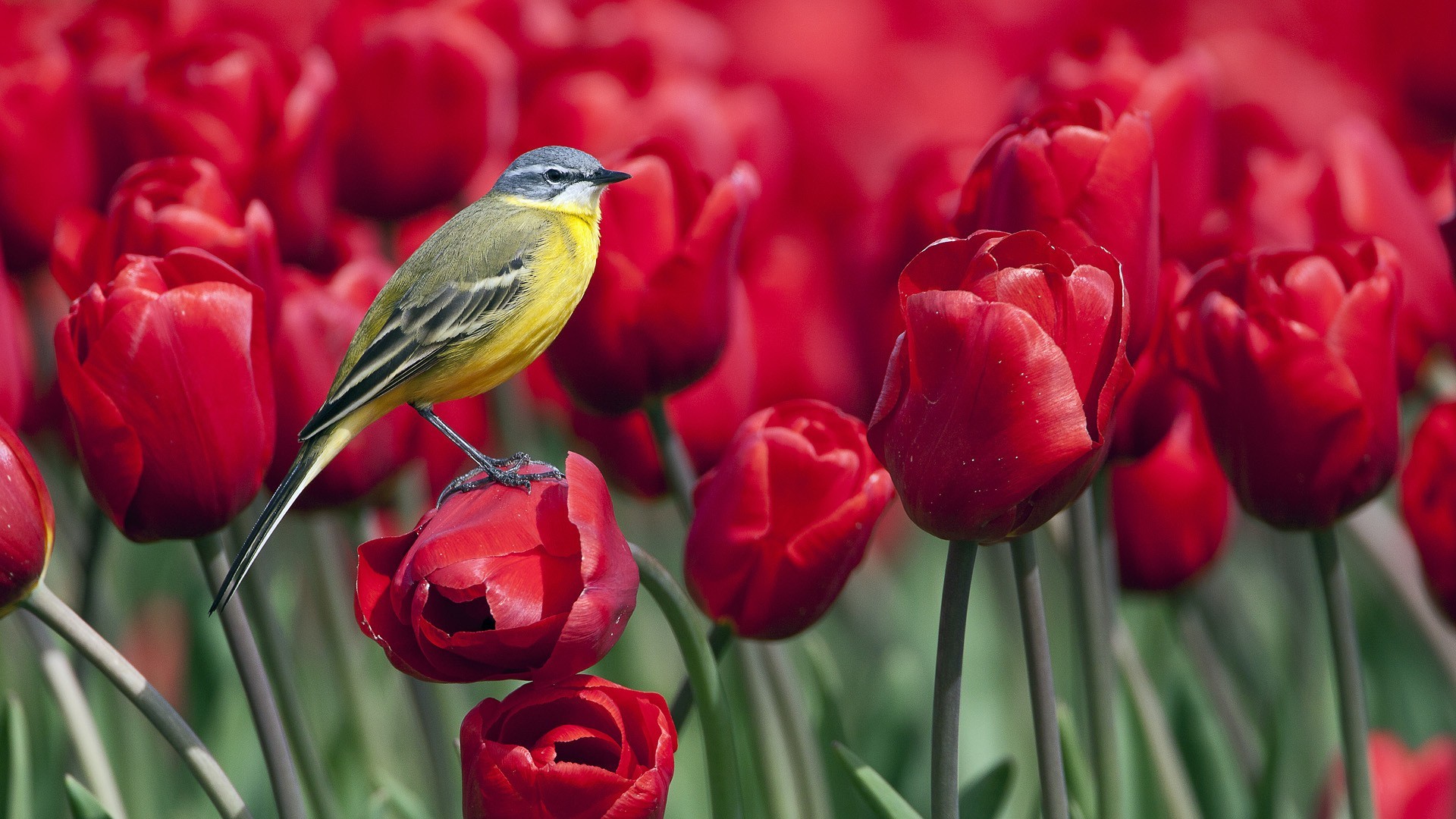 3d Natural Flowers Wallpaper - Beautiful Flowers And Birds , HD Wallpaper & Backgrounds