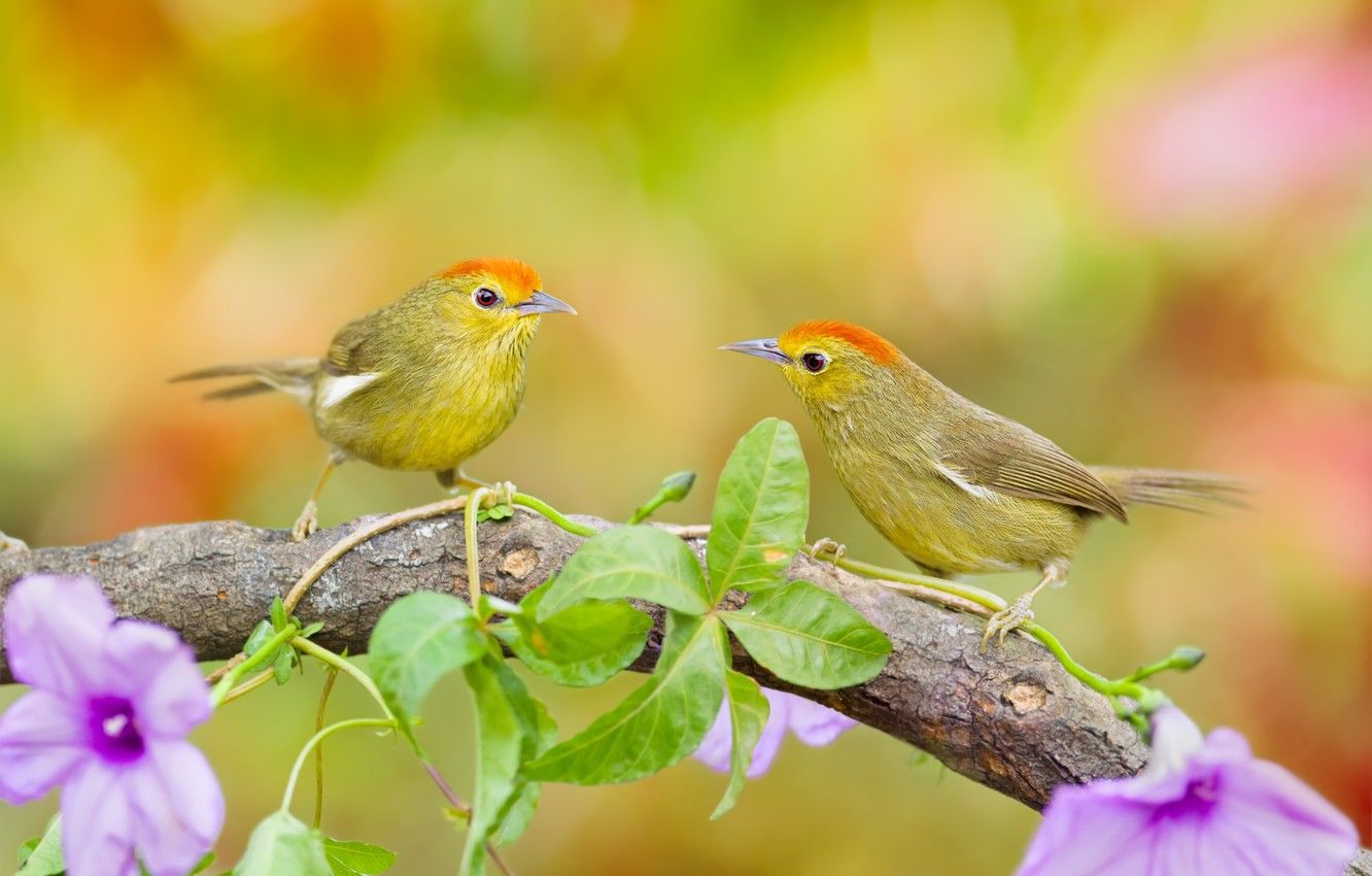 Photo Wallpaper Leaves, Flowers, Birds, Branch, Pair - Finch , HD Wallpaper & Backgrounds