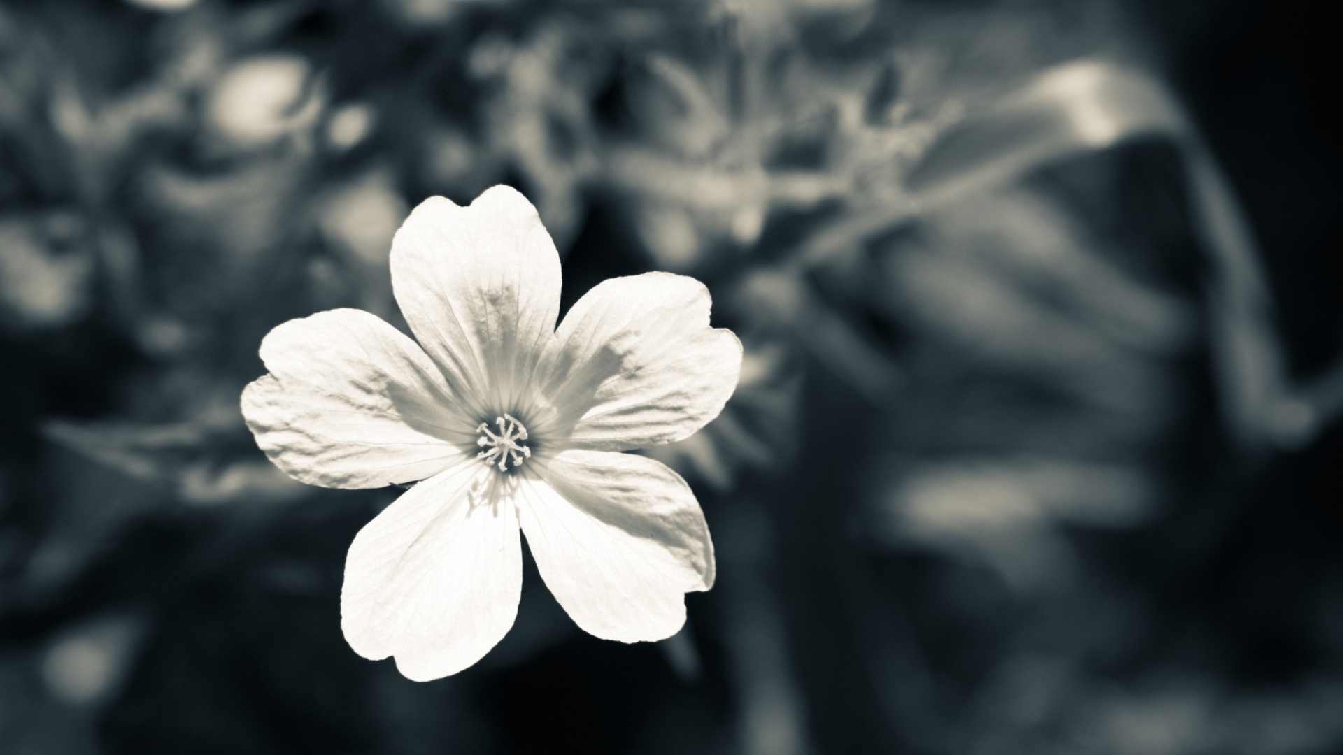 Black White Flower Photography , HD Wallpaper & Backgrounds