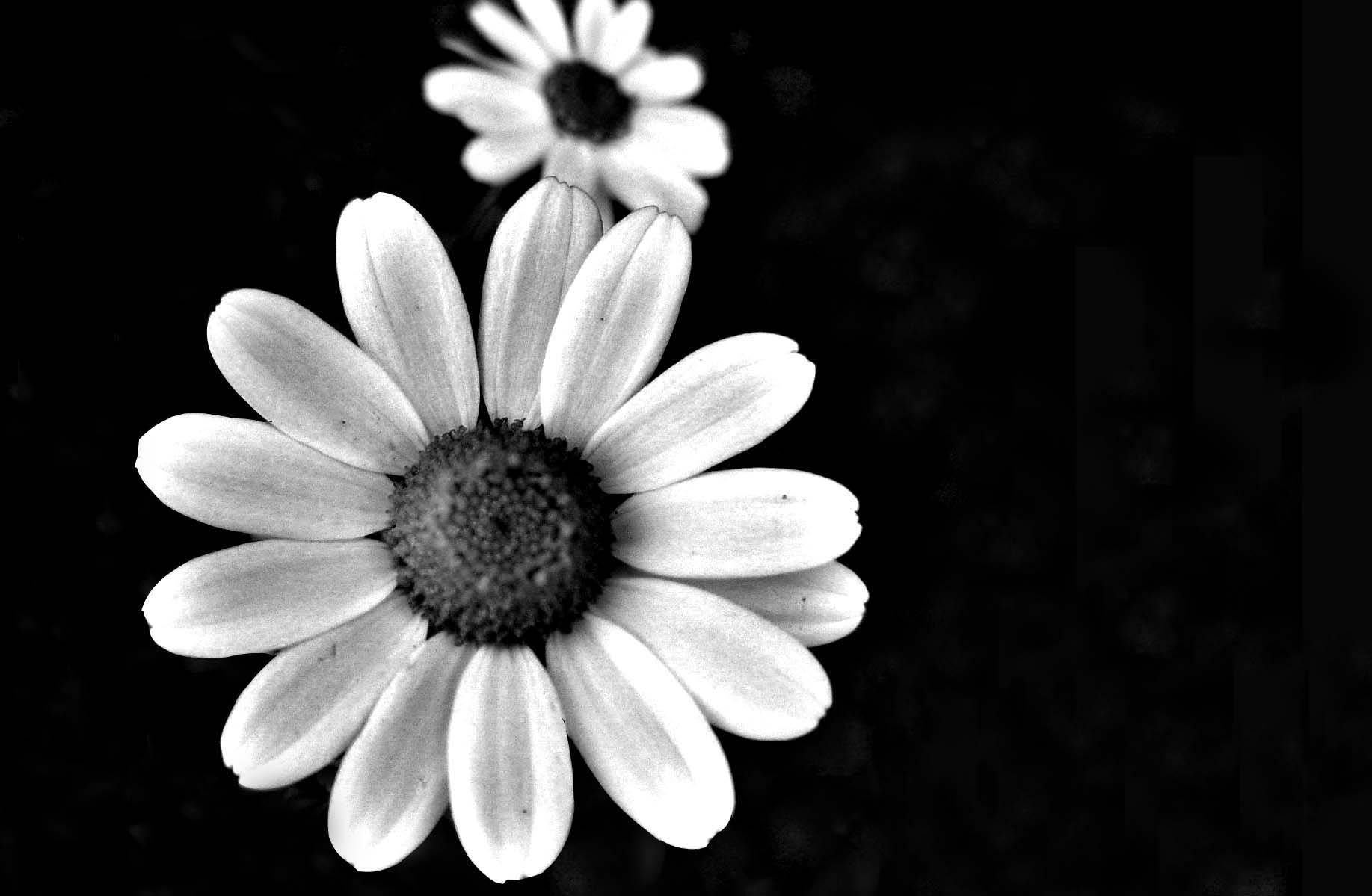 Black And White Flowers - Comfort Words Of Sympathy For The Loss , HD Wallpaper & Backgrounds