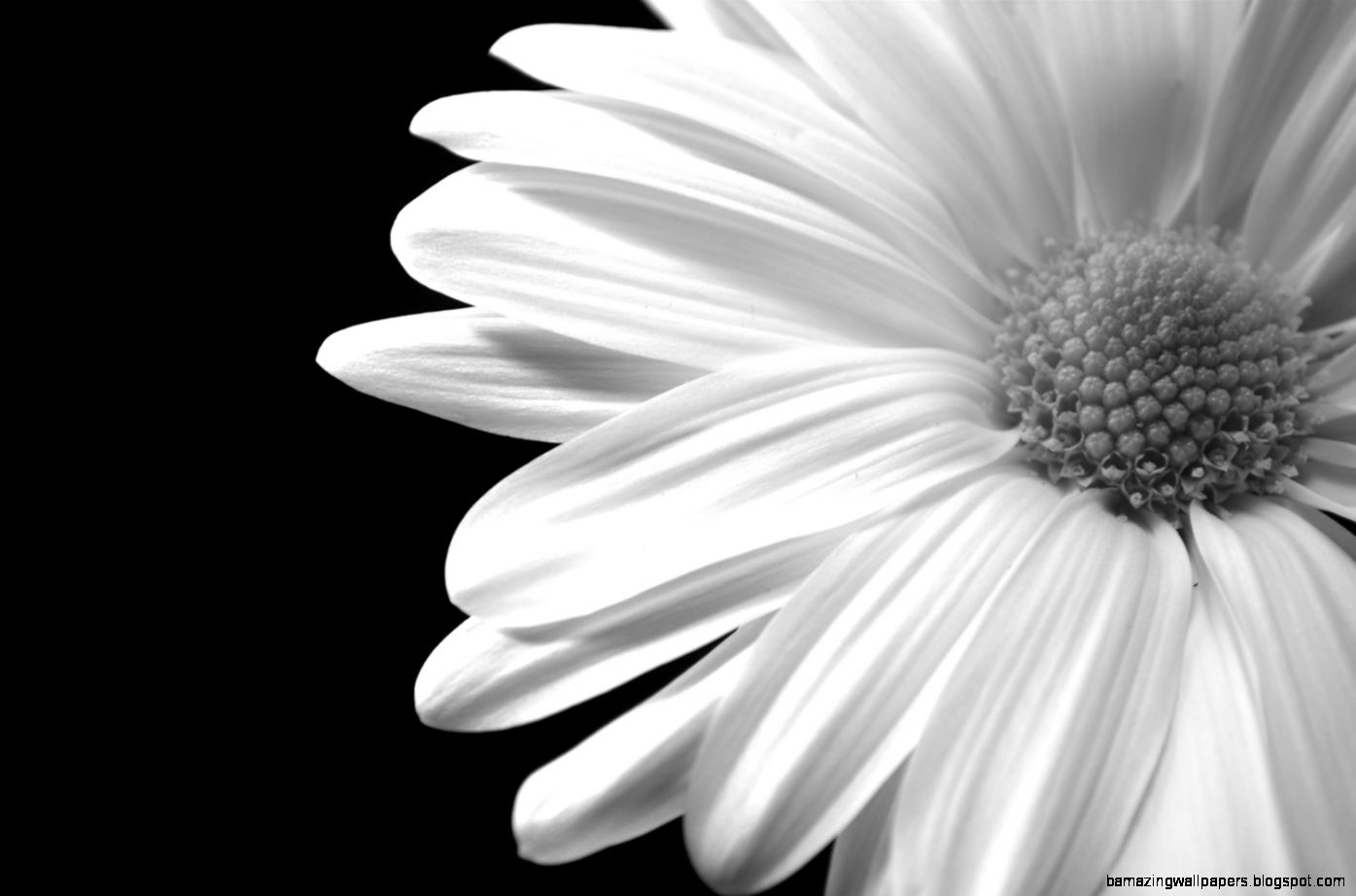 Free Download Daisy Black White 18755 Hd Wallpapers - Flower Black And White Daisy , HD Wallpaper & Backgrounds