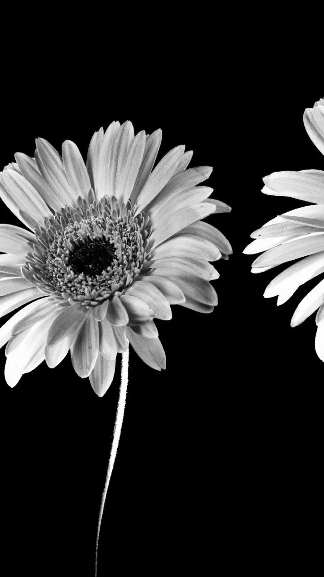 Cool Black And White Wallpaper - Black And White Flower Iphone , HD Wallpaper & Backgrounds