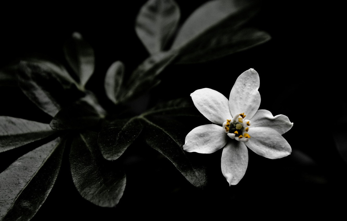 Photo Wallpaper Dark, Nature, Flowers, White Flower , HD Wallpaper & Backgrounds