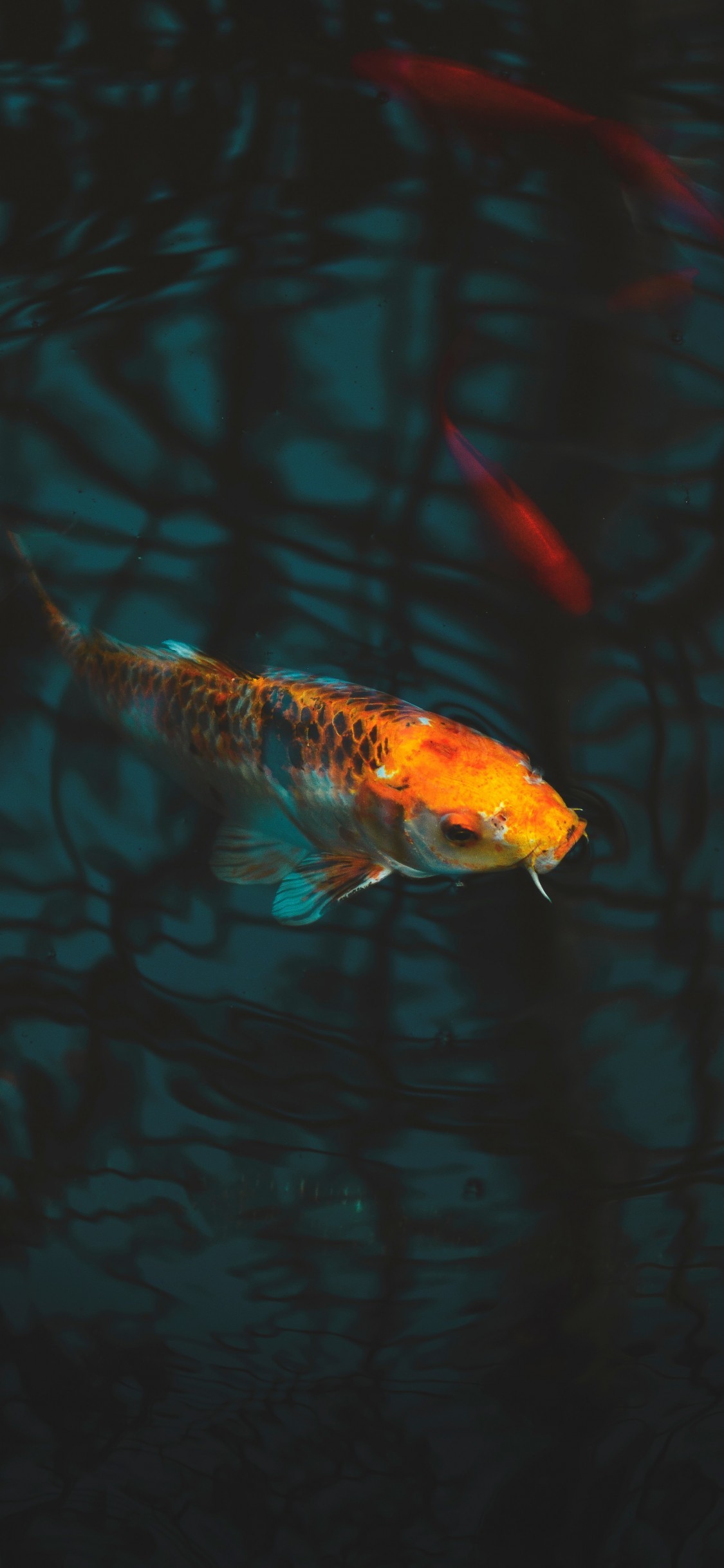 Fish Pond Live Wallpaper - Full Hd Koi Fish Iphone , HD Wallpaper & Backgrounds