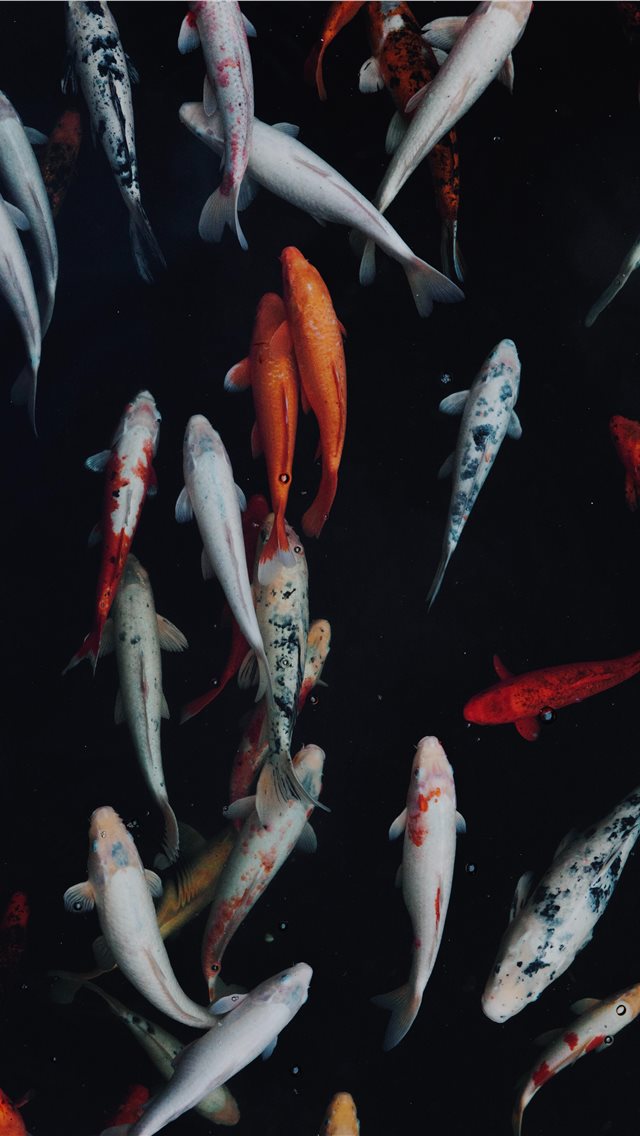 Koi Fish Wallpaper Iphone , HD Wallpaper & Backgrounds