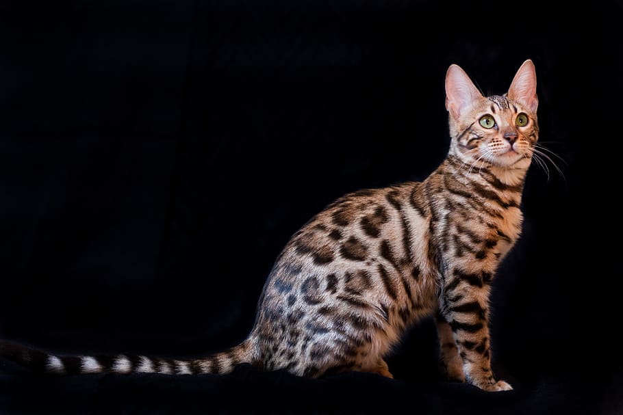 Brown And Black Bengal Cat, Kitten, Pet, Bengali, Beautiful, - Cat Bengals , HD Wallpaper & Backgrounds