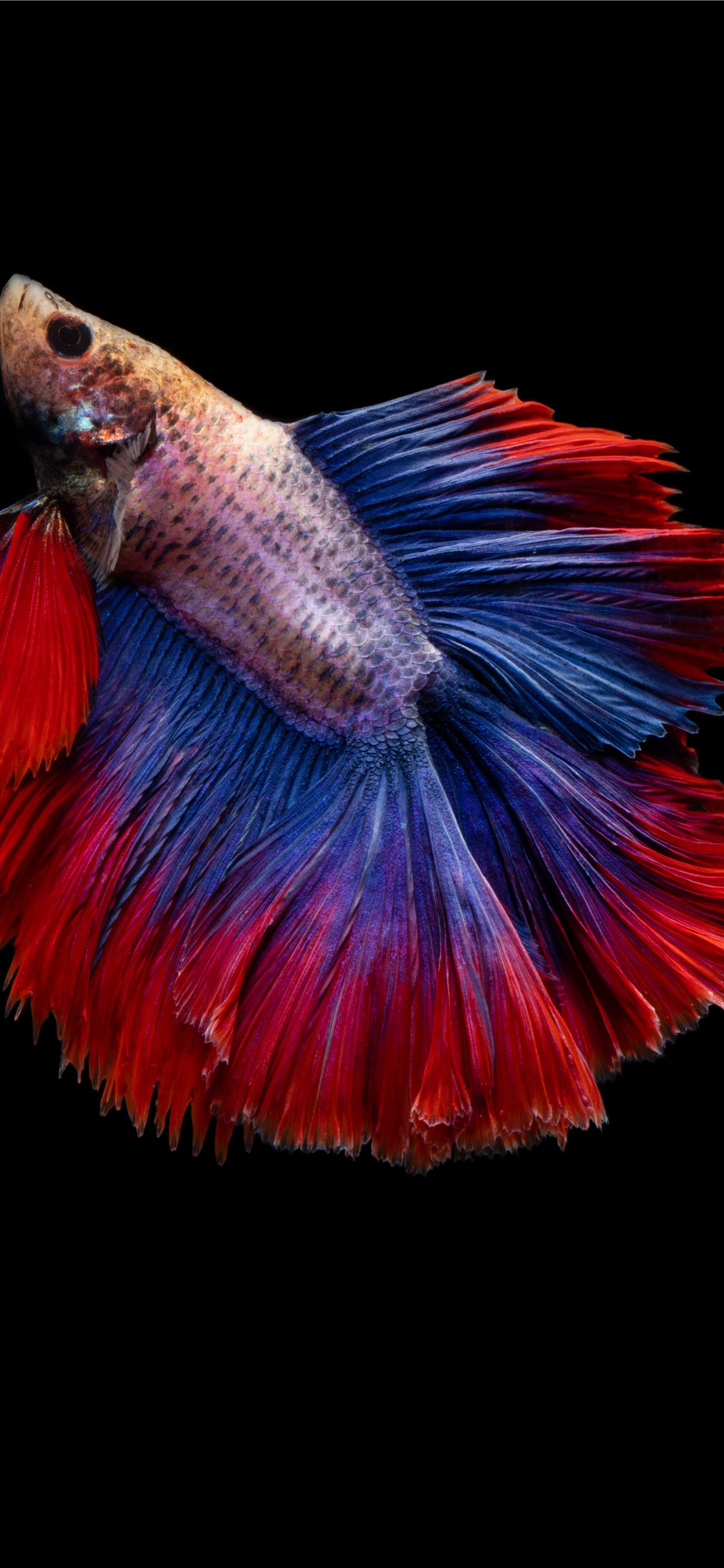 Iphone Betta Fish , HD Wallpaper & Backgrounds