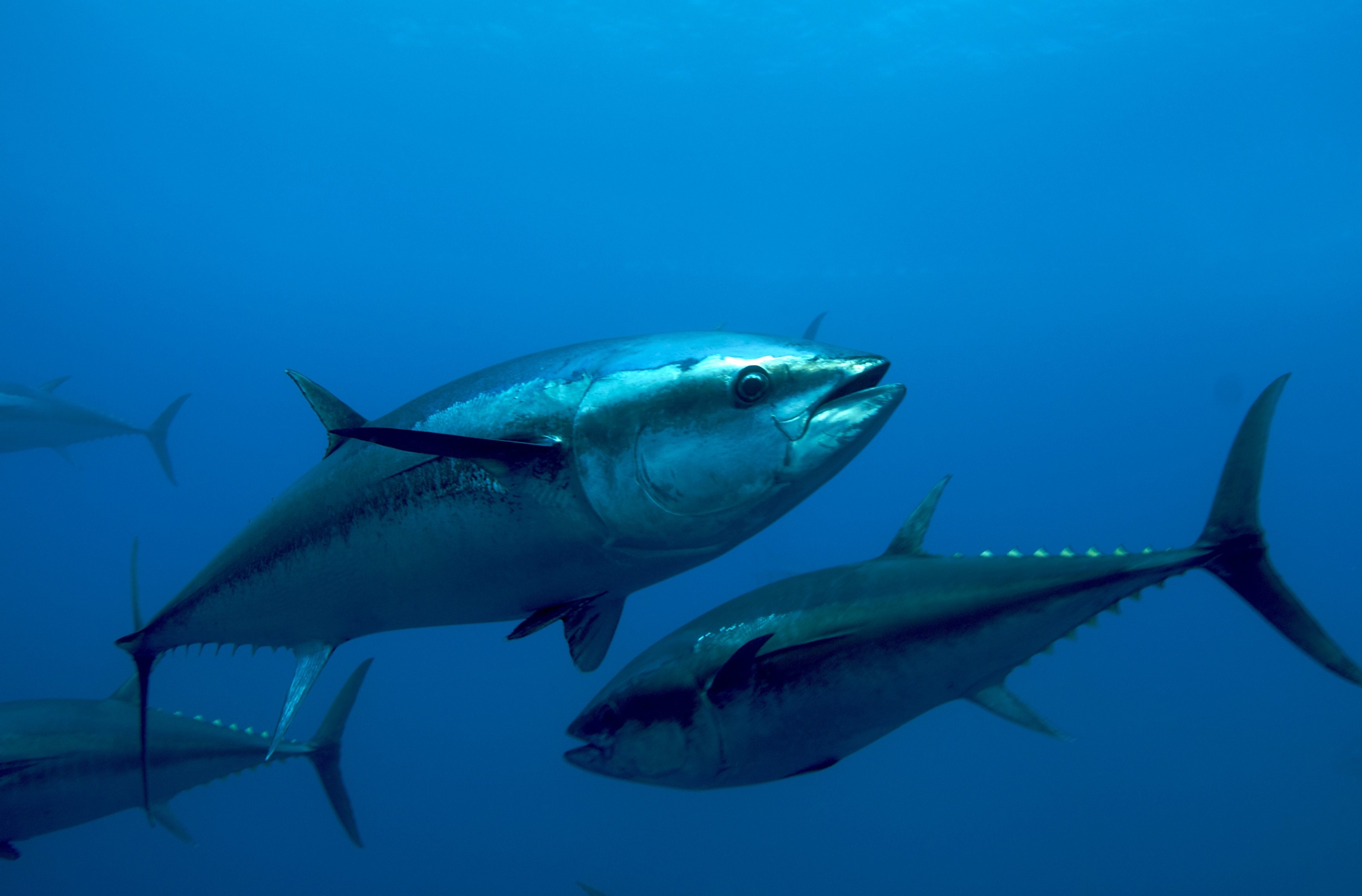 Tuna Fish In Ocean , HD Wallpaper & Backgrounds