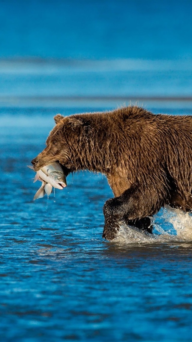 Iphone Wallpaper Brown Bear, Catch Fish, River - Grizzly Bear , HD Wallpaper & Backgrounds