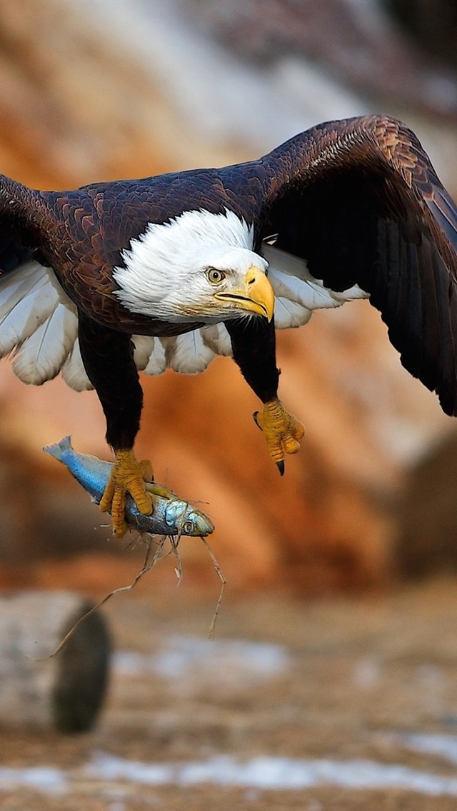 Iphone Wallpaper Eagle Catch A Fish - Eagle Catch Fish , HD Wallpaper & Backgrounds