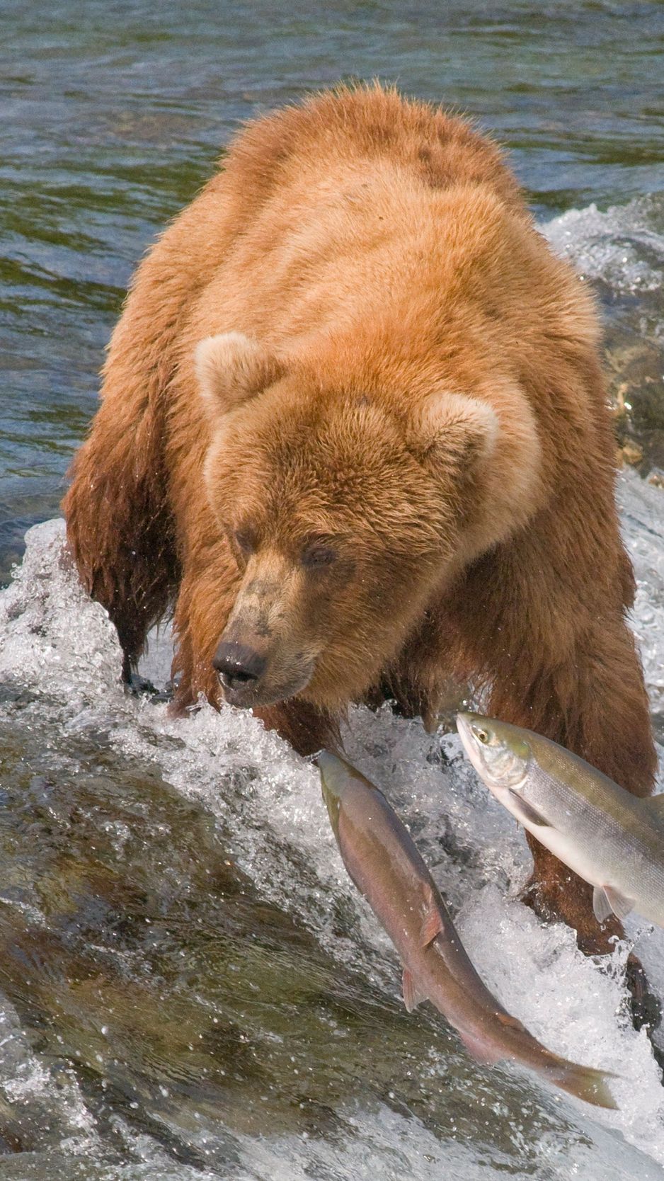 Wallpaper Fishing, Bear, Water, River, Fish - Bears Fishing , HD Wallpaper & Backgrounds