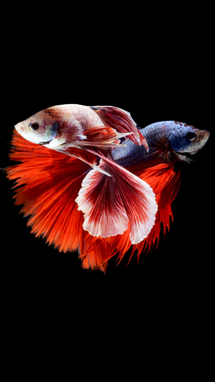 Iphone 6s Wallpaper With Two Betta Fishes Fighting - Fish Wallpaper Iphone 7 , HD Wallpaper & Backgrounds