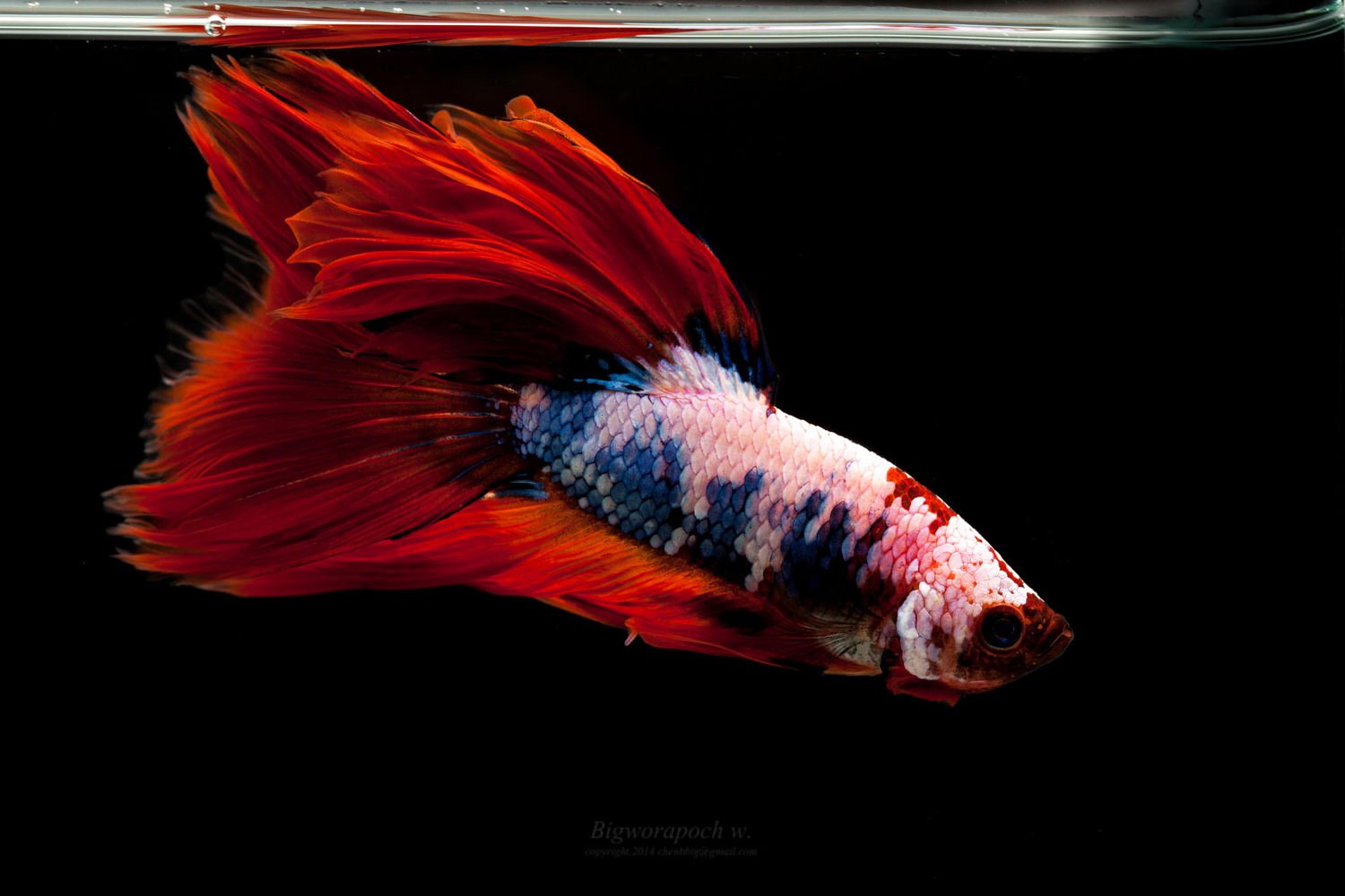 Betta Siamese Fighting Fish Underwater Tropical Psychedelic - High Resolution Betta Fish , HD Wallpaper & Backgrounds